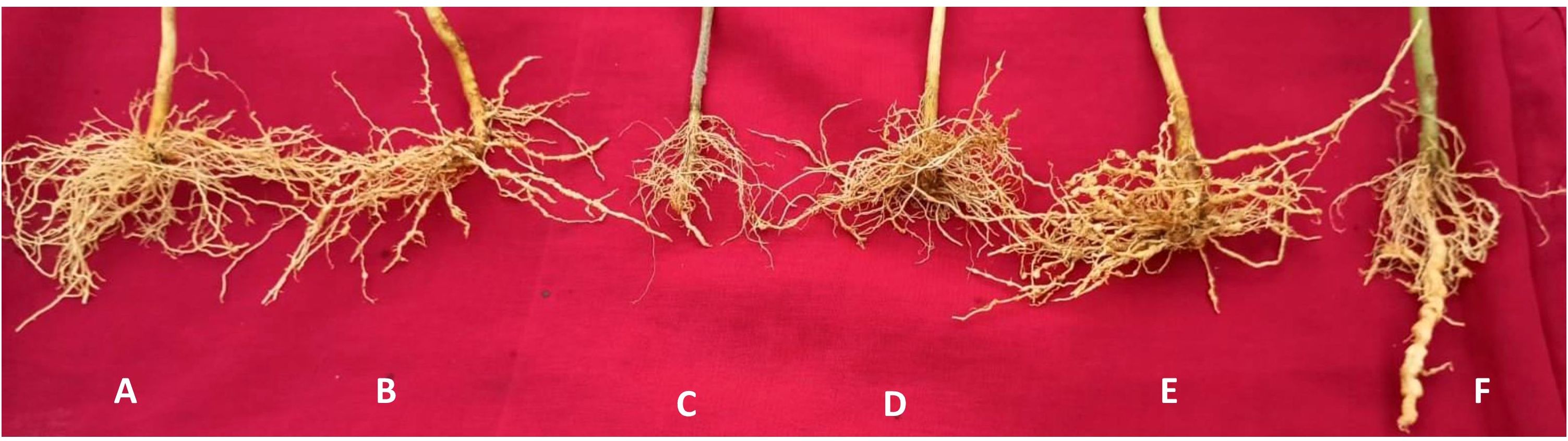 Six plant root systems labeled A to F are displayed on a red surface. Each root system varies in size and structure, showing different degrees of branching and growth.