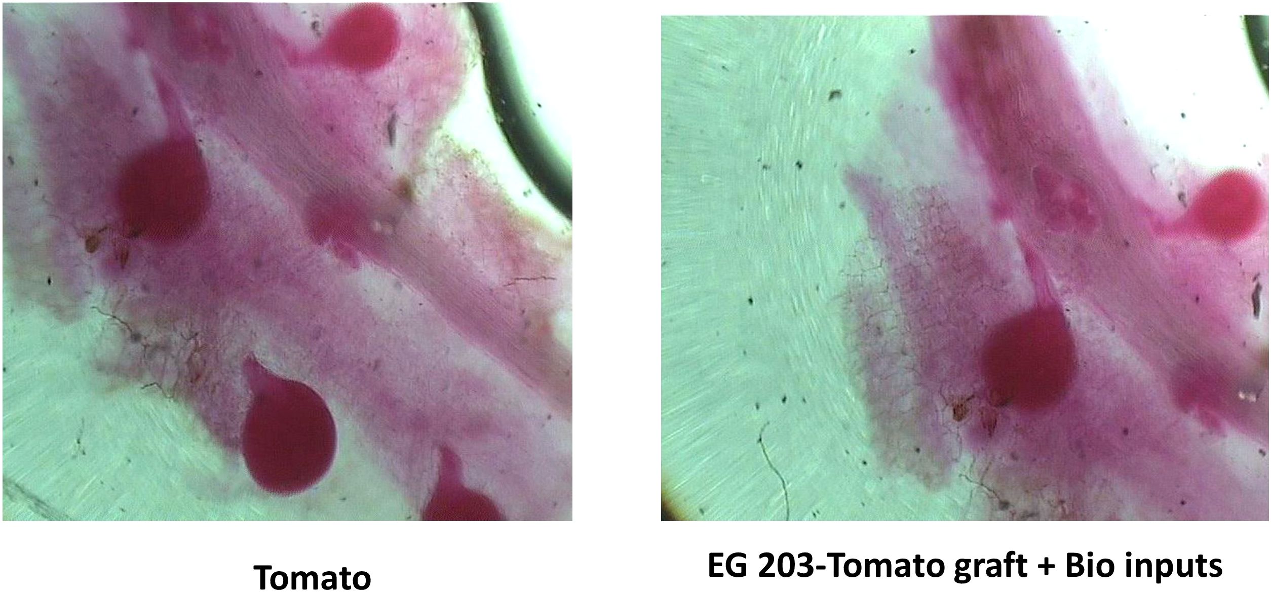 Microscopic images of plant tissue. The left panel shows regular tomato tissue with pink-stained cells against a light background. The right panel shows EG 203-tomato graft with bio inputs, displaying similar pink-stained cells but with slight variations in structure and arrangement.