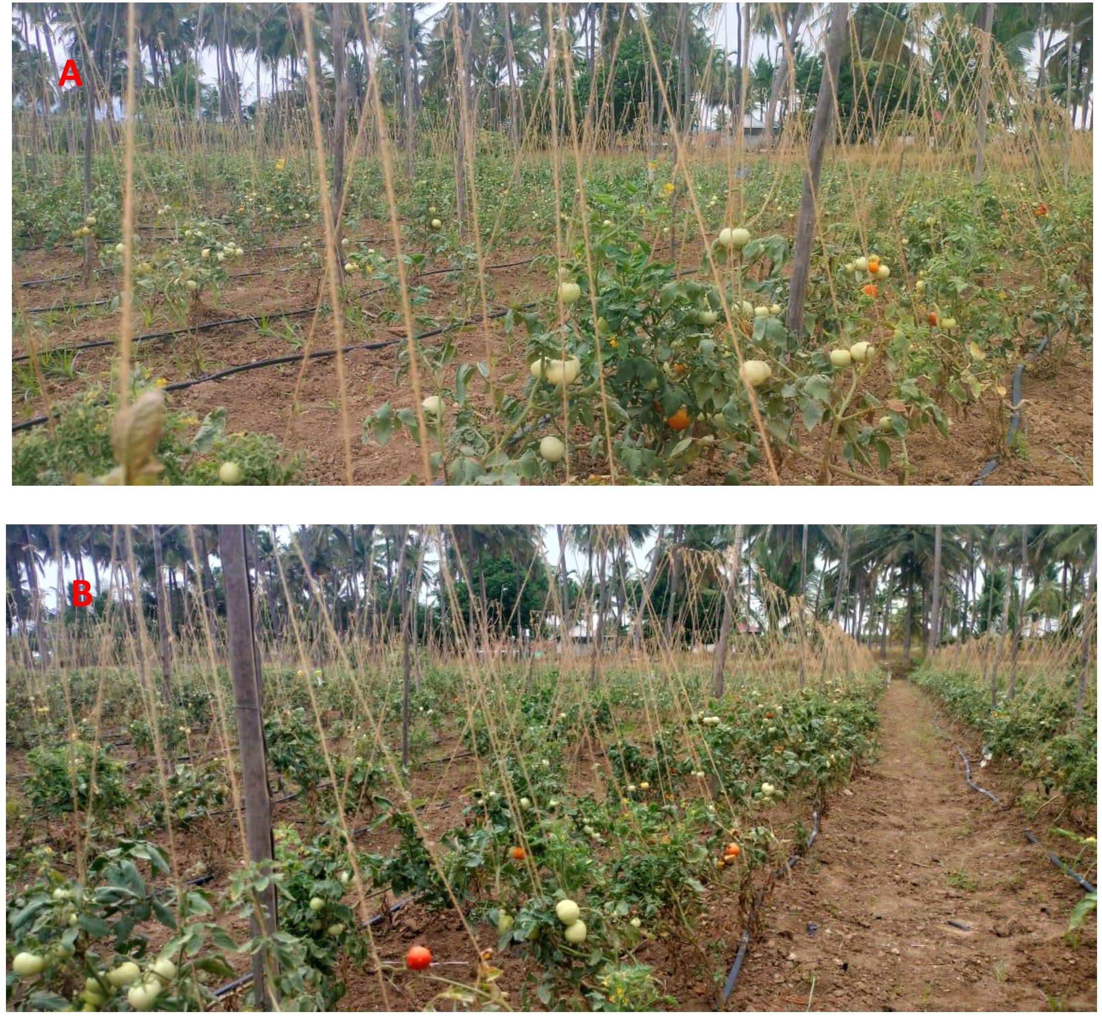 Two images labeled A and B show tomato plants in a garden. Both images depict rows of plants supported by strings, with unripe and ripening tomatoes. Dense greenery and palm trees are visible in the background, indicating a tropical setting.