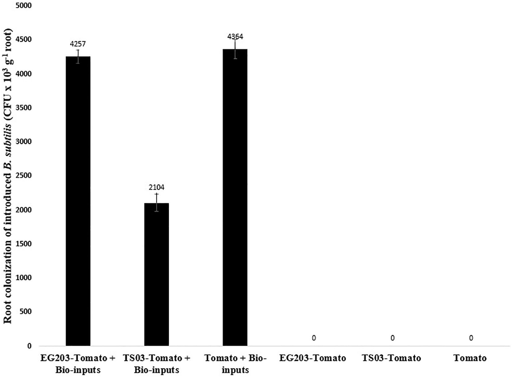 Bar chart illustrating root colonization of introduced *Bacillus subtilis* in CFU per gram of root across six treatments: EG203-Tomato + Bio-inputs (4257), TS03-Tomato + Bio-inputs (2104), Tomato + Bio-inputs (4364), and three treatments labeled EG203-Tomato, TS03-Tomato, and Tomato all showing zero colonization.