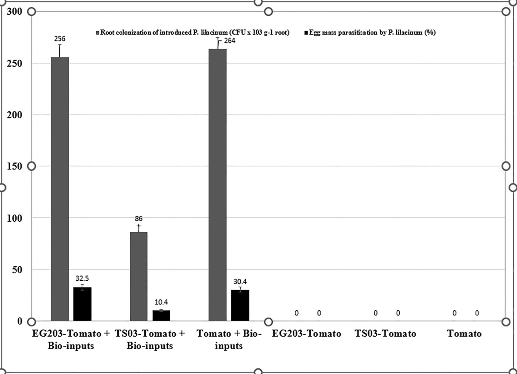 Bar chart showing root colonization and egg mass parasitization by P. lilacinum in different tomato treatments. EG203-Tomato + Bio-inputs and Tomato + Bio-inputs have high root colonization (256 and 264 CFU x 10^3 g^-1 root) and moderate egg parasitization (32.5% and 30.4%). TS03-Tomato + Bio-inputs show moderate colonization (86 CFU) and low parasitization (10.4%). No colonization or parasitization in treatments without bio-inputs.