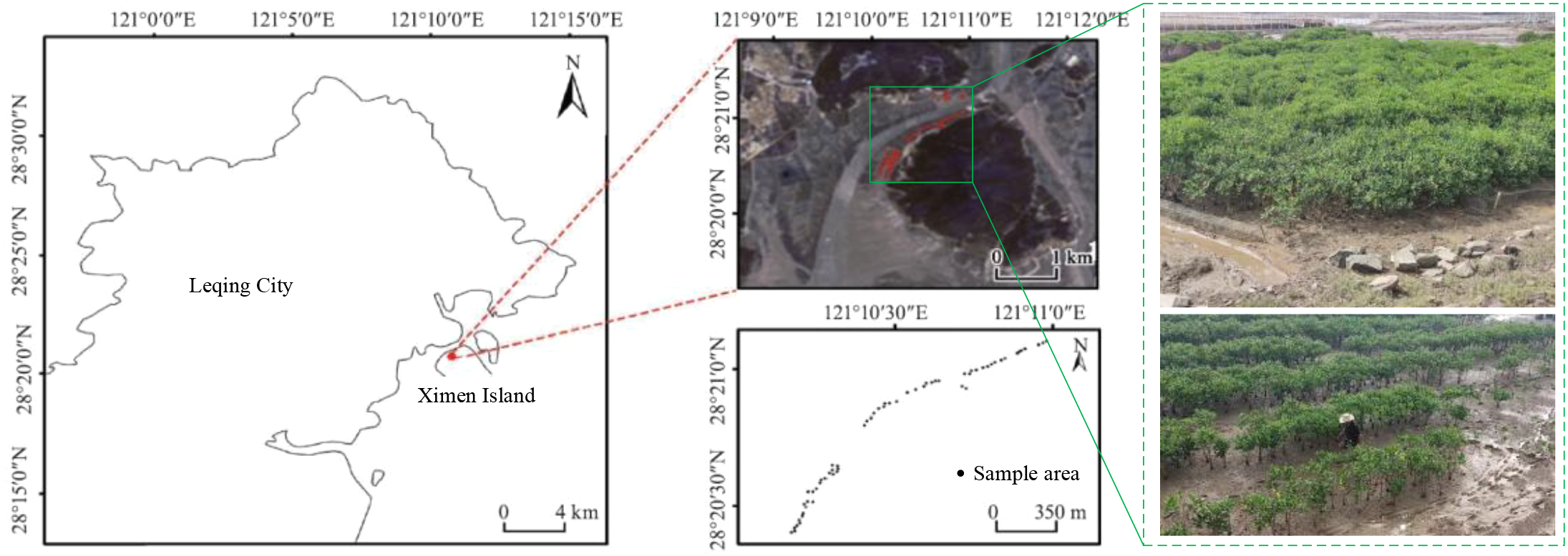 Map and aerial imagery showing Ximen Island near Leqing City. Insets highlight a sample area with lush vegetation. Photographs depict dense green foliage in a rocky, muddy landscape, featuring a person working among the plants.