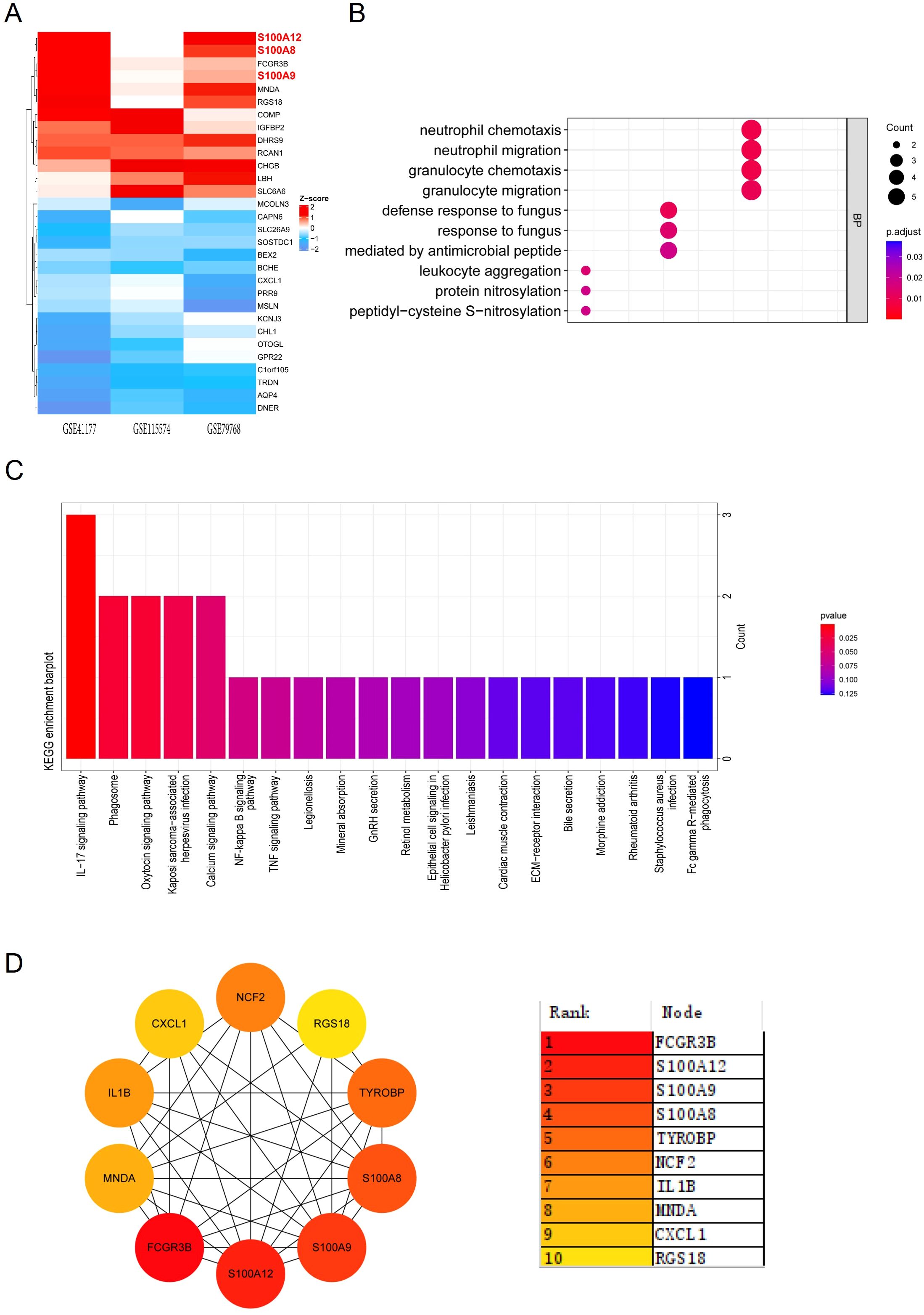 Panel A shows a heatmap of gene expression data with z-scores, highlighting upregulated and downregulated genes in red and blue, respectively. Panel B is a dot plot illustrating gene ontology enrichment, showing biological processes like chemotaxis with color-coded p-values and dot sizes indicating count. Panel C presents a bar graph of KEGG pathway enrichment, depicting pathways like IL-17 signaling with varying p-values. Panel D is a network diagram of gene interactions with nodes colored by rank and a legend indicating the ranking, displaying connections among key genes.