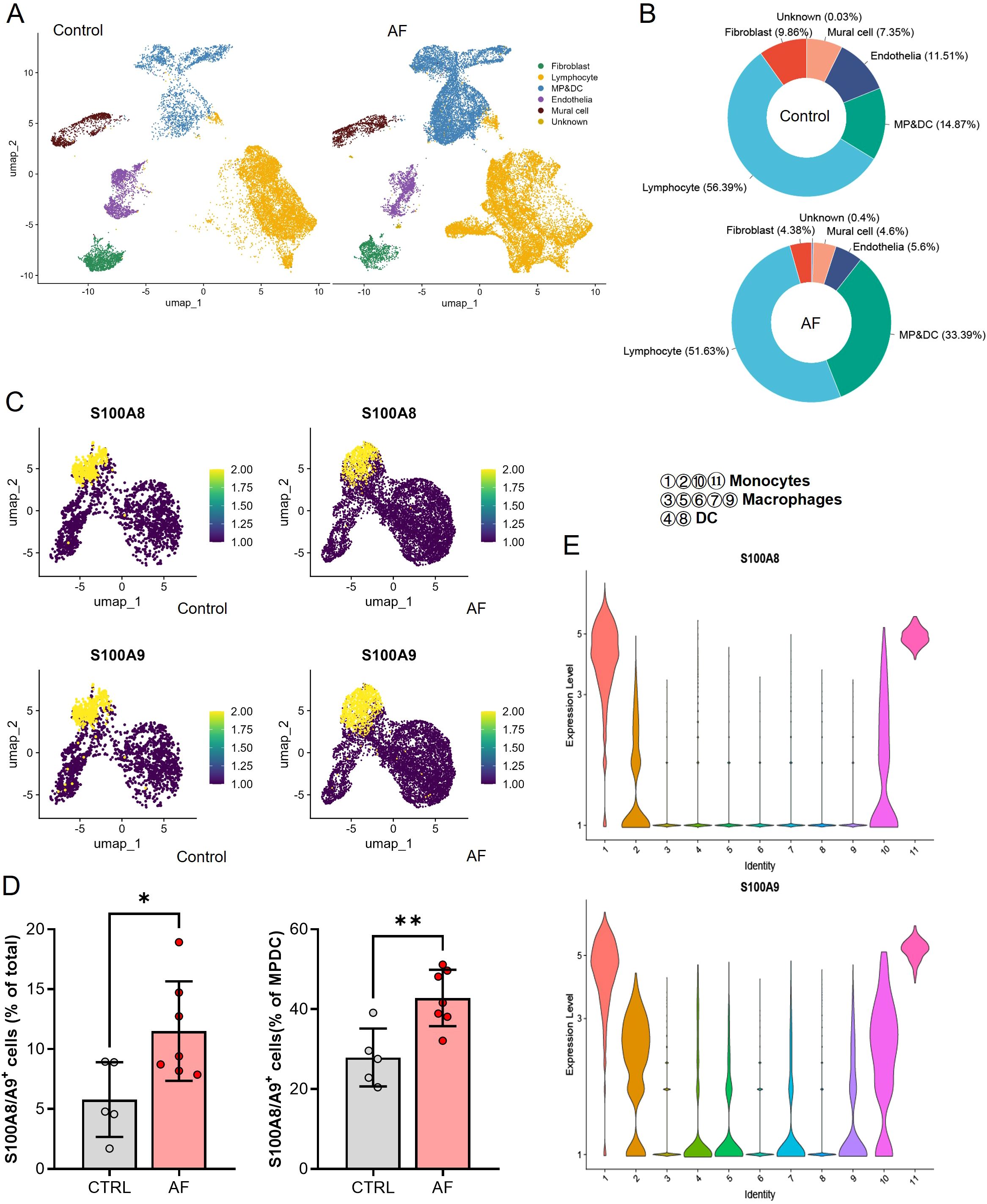 Panel A shows UMAP plots of cell clusters for control and AF, colored by cell type. Panel B contains pie charts of cell composition for control and AF. Panel C displays two UMAP plots showing S100A8 and S100A9 expression in control and AF. Panel D presents bar graphs indicating the percentage of S100A8/A9 positive cells in control and AF, with significant differences marked. Panel E features violin plots of S100A8 and S100A9 expression levels across different cell identities.