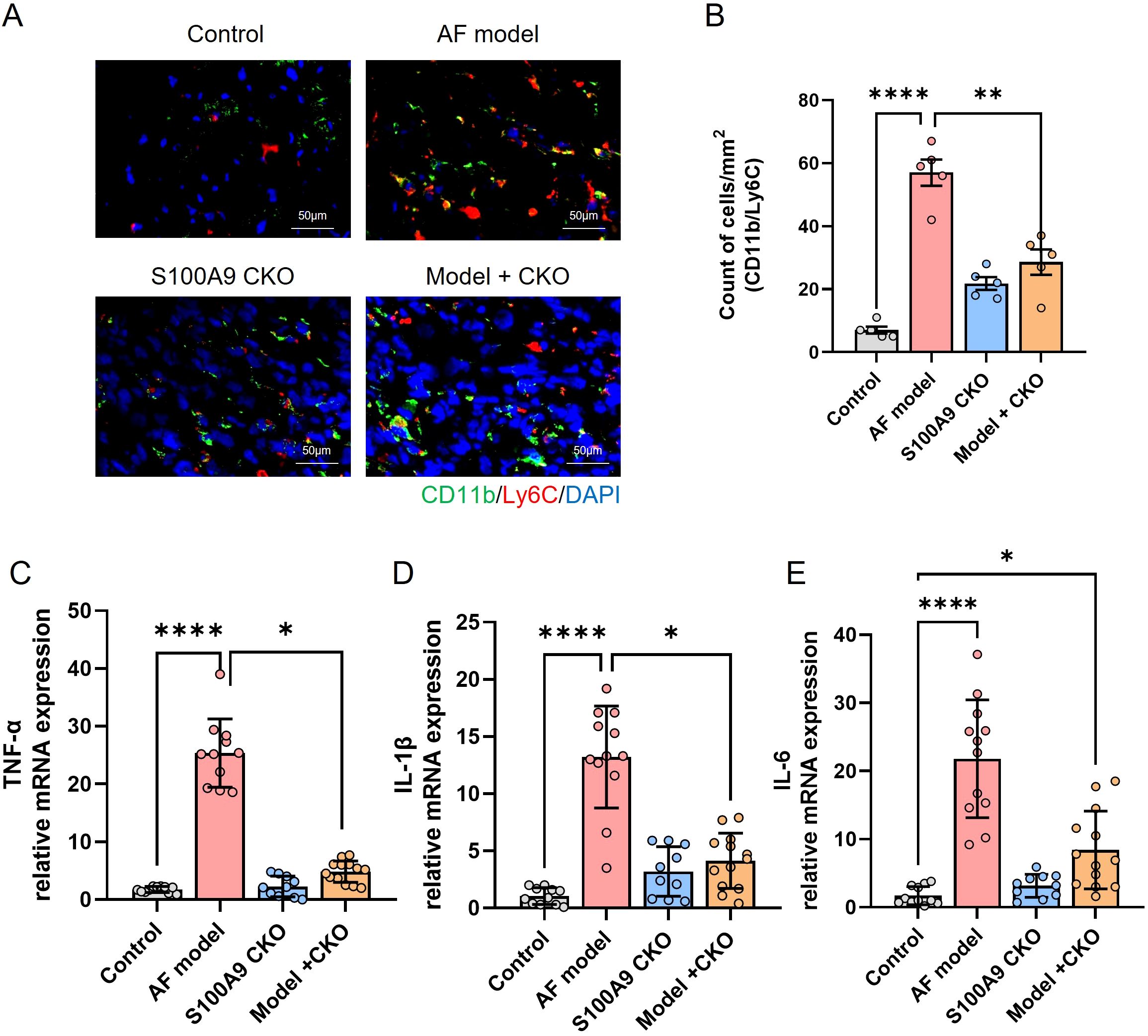Panel A shows immunofluorescence images comparing control, AF model, S100A9 CKO, and Model + CKO groups, highlighting CD11b (green), Ly6C (red), and DAPI (blue) staining. Panel B presents a bar graph of cell counts, with the AF model showing significantly higher CD11b/Ly6C cells. Panels C, D, and E display bar graphs of relative mRNA expressions for TNF-α, IL-1β, and IL-6, respectively. The AF model shows elevated expression levels compared to other groups, with significant differences marked by asterisks.