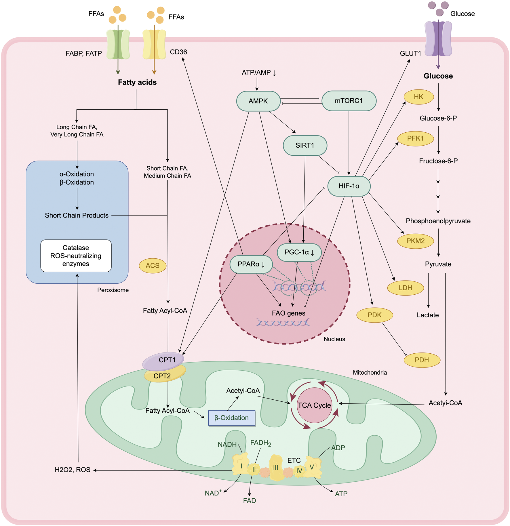 Diagram illustrating cellular metabolic pathways for fatty acids and glucose. TECs absorb FAs via CD36, FABP and FATP, undergoing multiple oxidations in mitochondria and peroxisomes, producing Acetyl-CoA entering TCA cycle, NADH and FADH2 entering electron transport chain (ETC) for ATP production. Glucose is absorbed through GLUT1, and is metabolized through glycolysis, producing pyruvate and lactate. Key regulators include AMPK, mTORC1, and SIRT1, which influence HIF-1α, PPARα and PGC-1α, regulating transcription of FAO genes, affecting activity of FAO and glycolysis enzymes. The diagram details interactions among regulators and metabolites across cellular compartments.