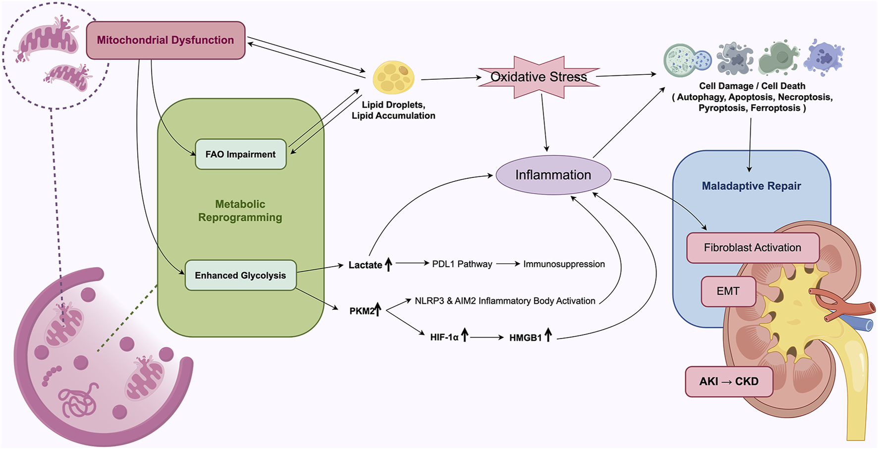 Diagram illustrating mitochondrial dysfunction and metabolic reprogramming leading to AKI progression. Metabolic reprogramming involves FAO impairment and enhanced glycolysis. Lipid accumulation lead to oxidative stress, together with increasing lactate and PKM2, lead to inflammation and immunosuppression. Oxidative stress and inflammation cause cell damage or death, contribute to maladaptive repair, activate fibroblasts and EMT, and accelerate the progression from AKI to CKD.