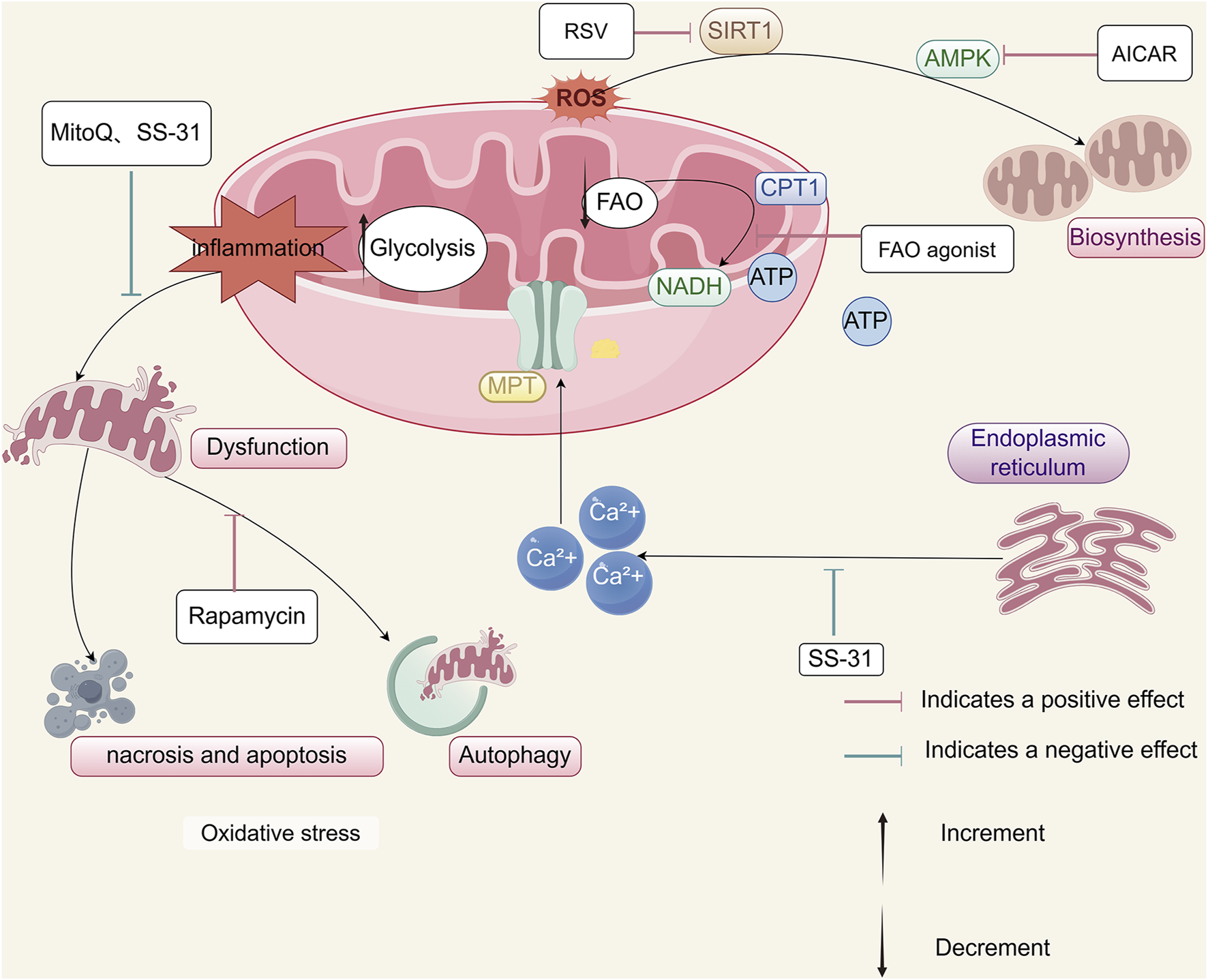 Diagram illustrating mitochondrial function, inflammation, and cellular processes. It shows glycolysis and fatty acid oxidation within a mitochondrion, linked to reactive oxygen species (ROS) and inflammation. Arrows indicate effects of compounds like MitoQ, SS-31, and Rapamycin on oxidative stress, autophagy, and apoptosis. Involvement of the endoplasmic reticulum, calcium ions (Ca²⁺), and ATP production is noted. Positive and negative effects are marked by red and green lines, respectively.