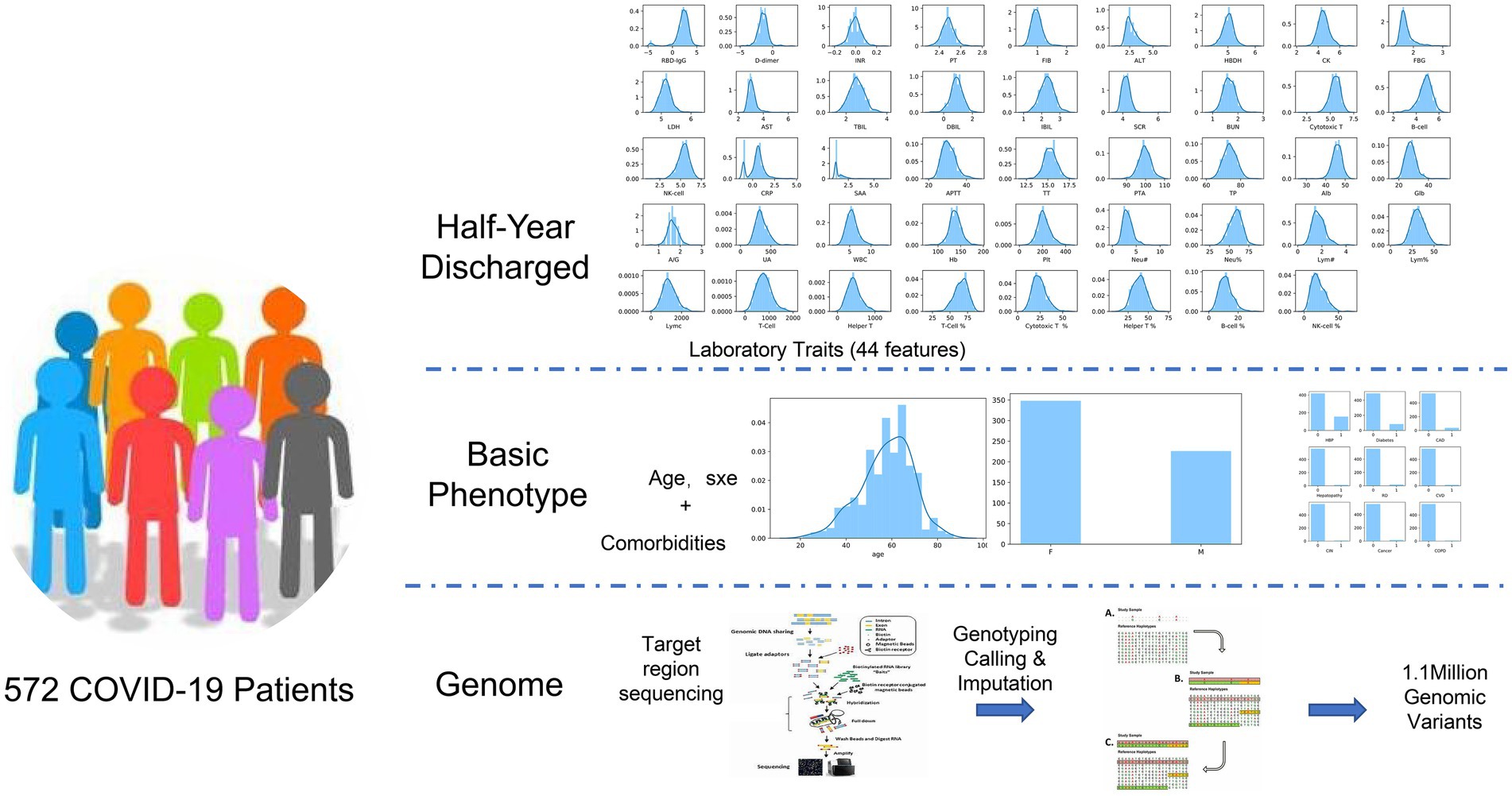 Diagram illustrating the analysis of 572 COVID-19 patients. It includes demographic figures representing patients, laboratory traits with multiple histograms, a section on basic phenotype showing age, sex, and comorbidities with bar charts, and a genome section detailing sequencing and the discovery of 1.1 million genomic variants.