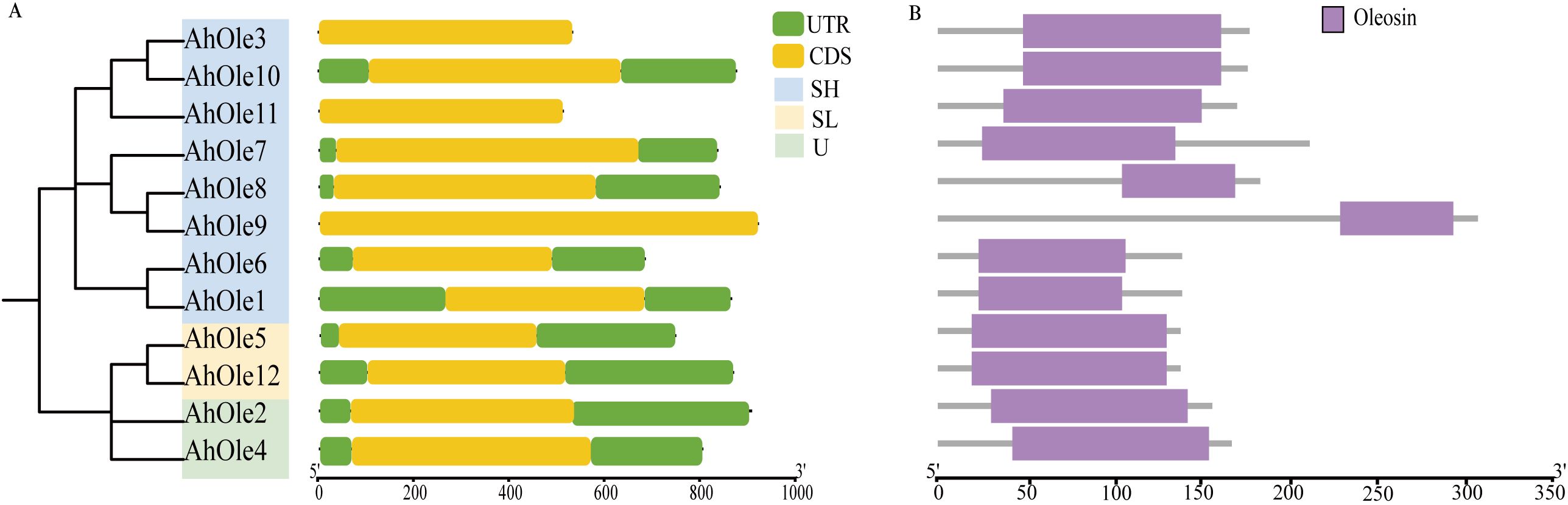 Diagram comparing gene structures and oleosin protein sequences. Part A displays a phylogenetic tree with AhOle genes, each having a combination of colored bars representing UTR (green), CDS (yellow), SH, SL, and U. Part B shows purple bars representing oleosin protein sequences aligned by length. Color legend included for clarity.