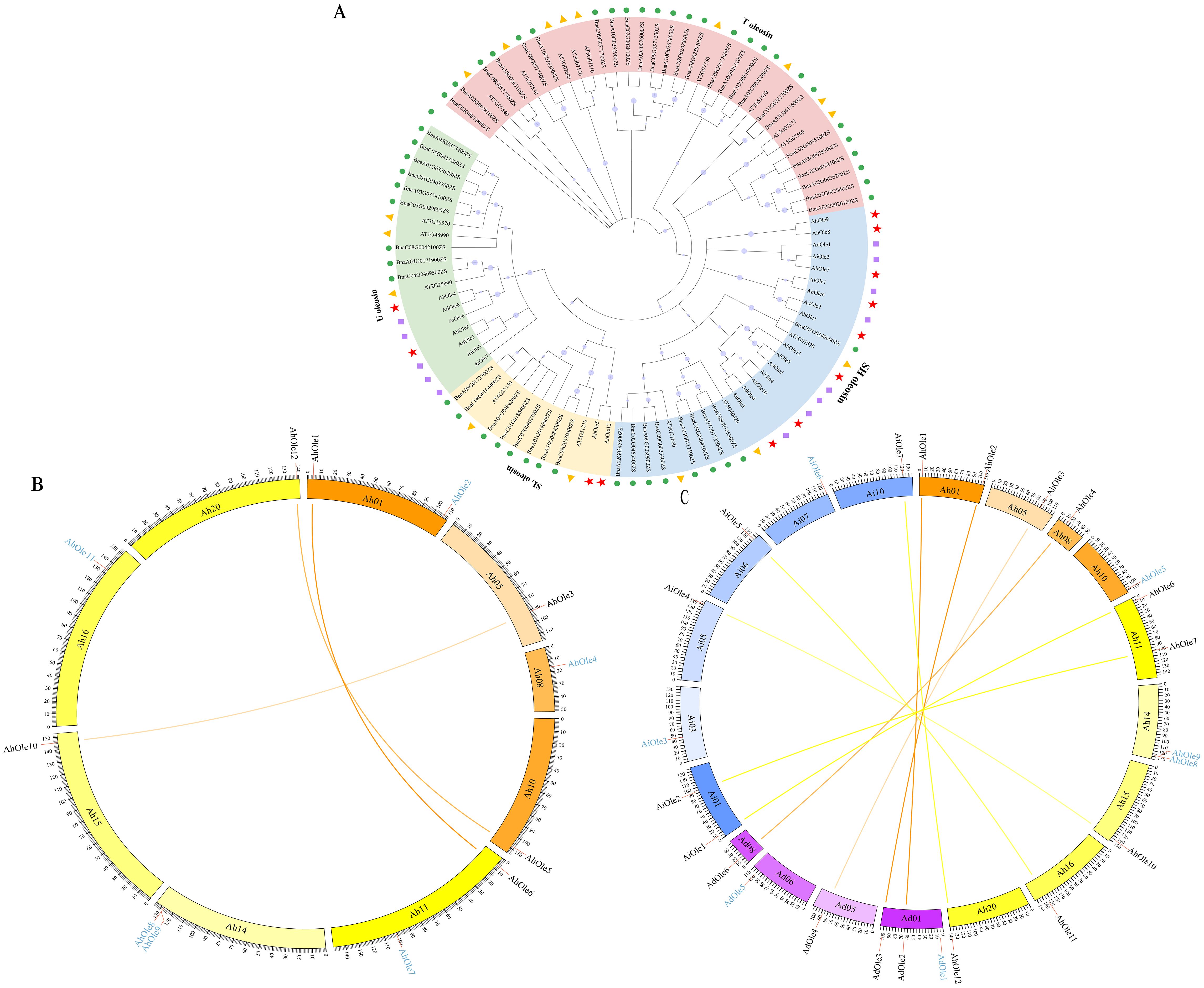 Three circular diagrams are displayed. A: A phylogenetic tree with colored sections and symbols indicating different plant groups. B: A circular diagram with segments labeled as AtMo and AtNo, connected by curved lines. C: A similar diagram with segments labeled AtVo and AtDo, also connected by lines.