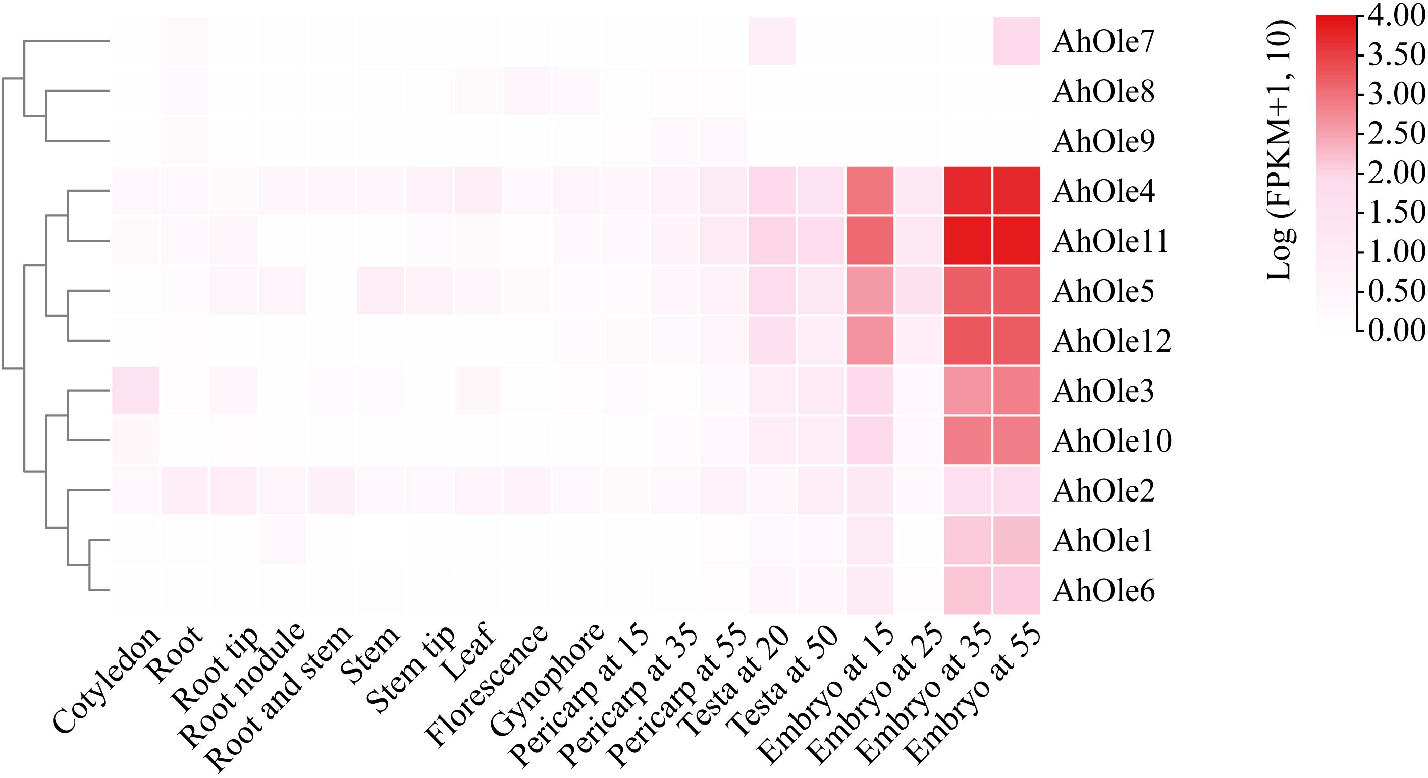 Heatmap showing gene expression levels with a dendrogram on the left. Rows represent different genes labeled AhOle2 to AhOle12, and columns represent various tissues and developmental stages like root, stem, and embryo at different days. Expression intensity is color-coded from pale pink (low expression) to red (high expression), with a legend indicating log values ranging from 0.0 to 4.0.