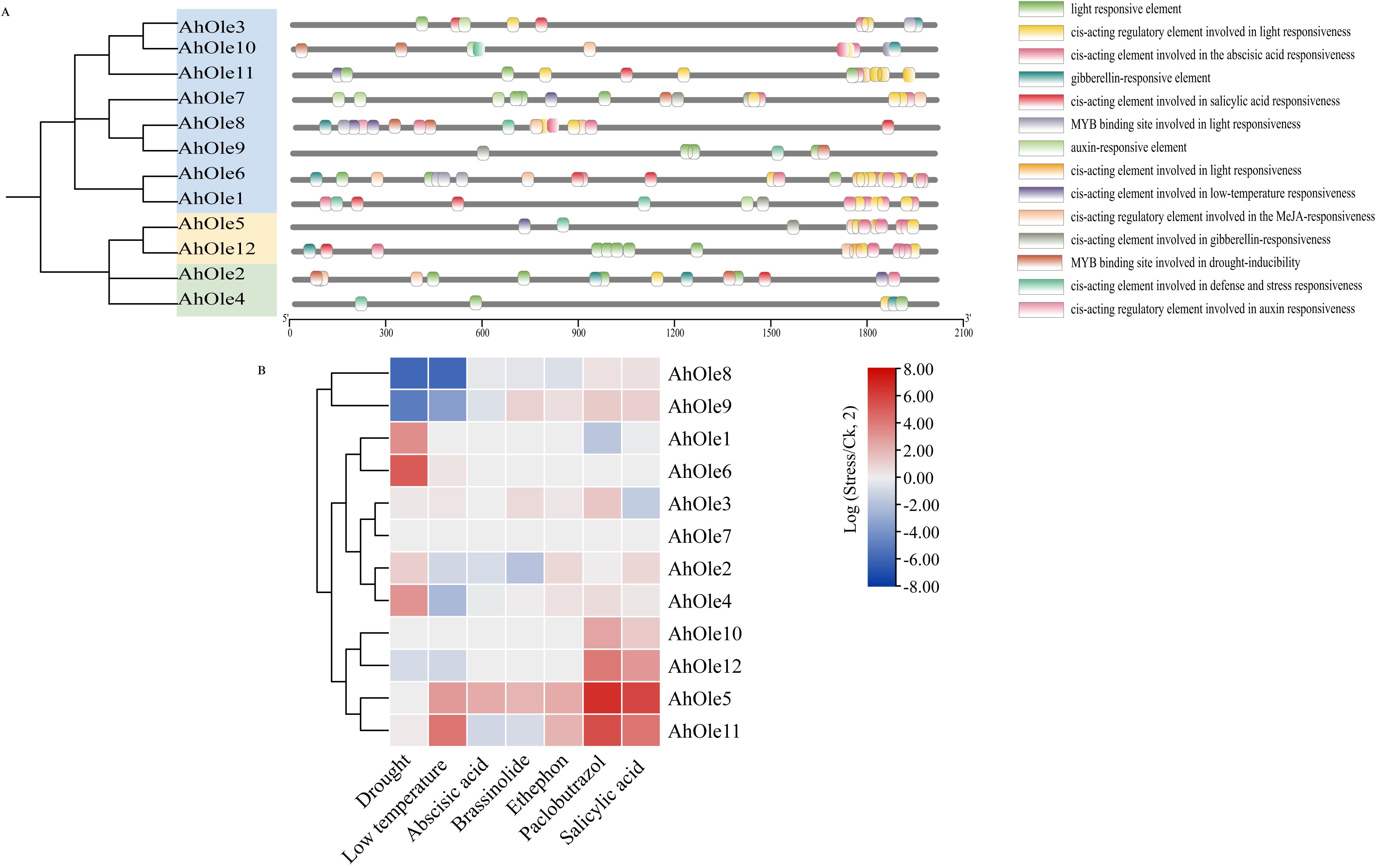 Diagram with two parts. Part A shows a cluster diagram with color-coded segments on lines representing different AhOle genes, indicating various regulatory elements like light, auxin, and gibberellin responsiveness. Part B displays a heatmap of gene expression under different stress conditions, with colors ranging from blue (low expression) to red (high expression) across different stress types.