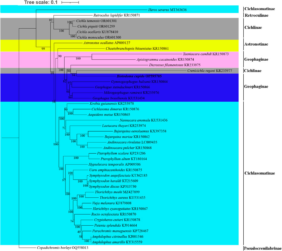 Phylogenetic tree diagram depicting evolutionary relationships among various fish species. It includes color-coded branches for different subfamilies: Retroculinae, Cichlinae, Astronotinae, Geophaginae, and Cichlasomatinae, with numerical values indicating branch support. Species names, identifiers, and a tree scale are present for reference.