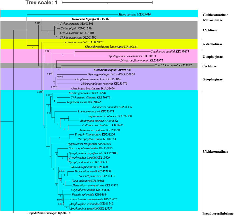 Phylogenetic tree diagram displaying relationships among various fish species within the Cichlidae family. The tree is color-coded to denote different subfamilies: Retroculinae in gray, Astronotinae in yellow, Cichlinae in pink, and Geophaginae, Cichlasomatinae, and Pseudocrenilabrinae in shades of blue and purple. The diagram includes species names and accession numbers. The tree scale is marked at the top.