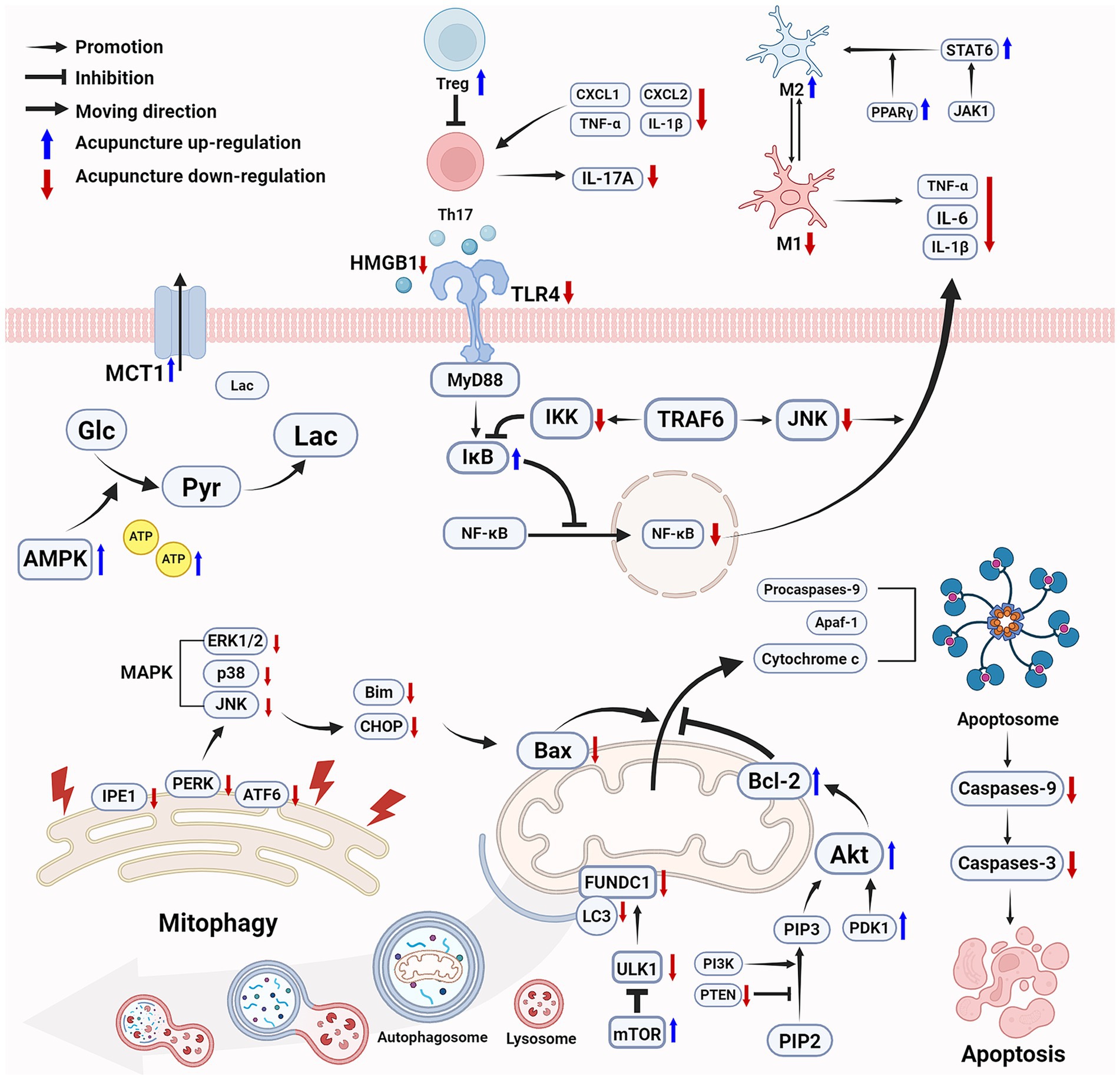 Diagram illustrating molecular pathways influenced by acupuncture, highlighting promotion, inhibition, and direction of movement. Key components include TLR4, MyD88, MAPK, NF-kB, Bcl-2, Bax, and others. Acupuncture’s effects, such as up-regulation and down-regulation, are marked with blue and red arrows. Processes depicted include mitophagy and apoptosis sequences with elements like caspases and apoptosome. Complex interactions among cytokines, proteins, and cellular processes are visualized within a cellular membrane setting.