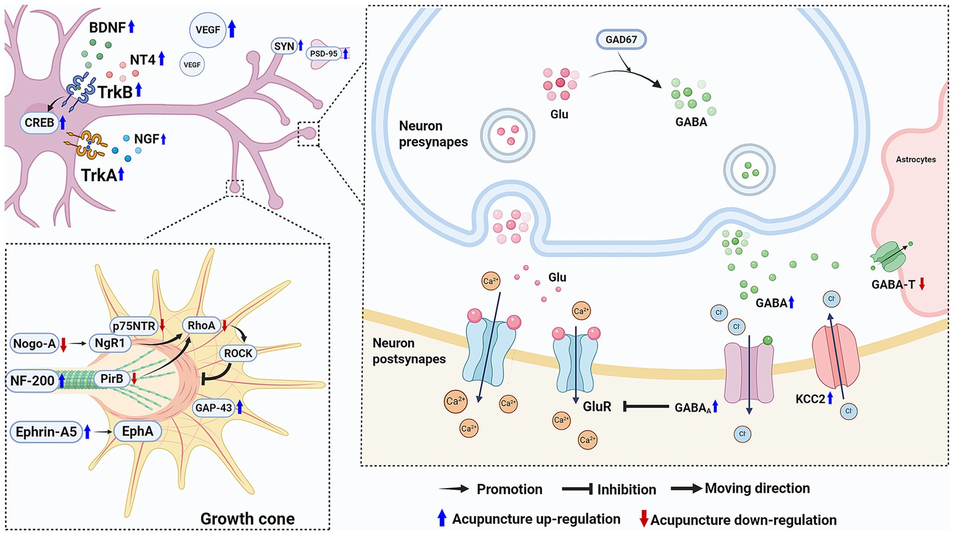 Illustration showing the neurobiological effects of acupuncture on neurons. The left section depicts synaptic components like BDNF and TrkB, with up-regulation of neurotrophic factors and synaptic proteins. The growth cone area shows molecules involved in synaptic promotion and inhibition, such as NF-200 and RhoA. The right section illustrates synaptic transmission, including Glutamate (Glu) and GABA modulation, with arrows indicating promotion, inhibition, and movement. Blue arrows represent acupuncture up-regulation, while red arrows indicate down-regulation.