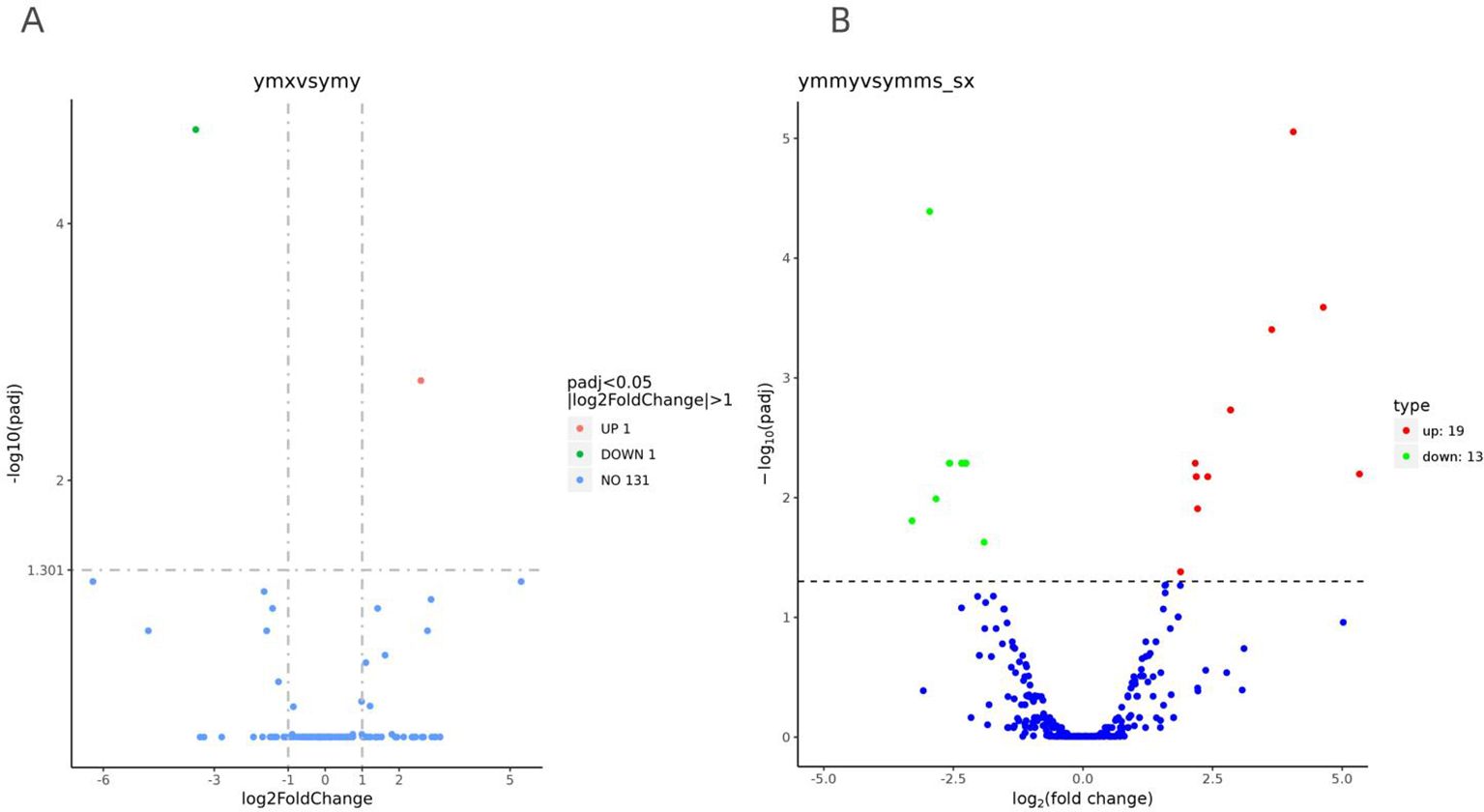Two scatter plots labeled A and B showing gene expression data. Plot A, “ymxvsymy,” displays log2 fold change against negative log10 of adjusted p-values, with red, green, and blue dots indicating different levels of significance. Plot B, “ymmyvsymms_sx,” follows a similar format. The key indicates red for upregulated genes, green for downregulated genes, and blue for nonsignificant genes. Plot A includes 1 up, 1 down, and 131 not significant. Plot B includes 19 up and 13 down genes.