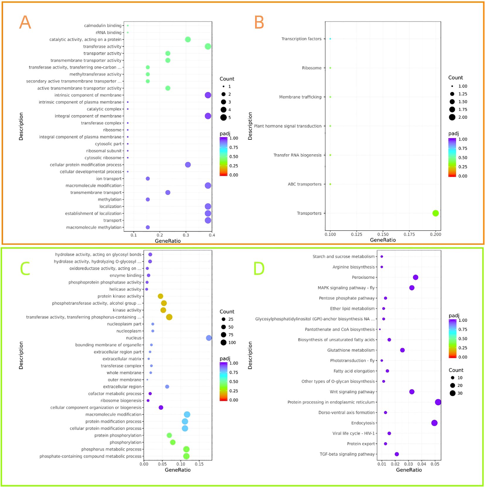 Four bubble charts labeled A, B, C, and D showing gene enrichment analyses. Each chart has a y-axis labeled “Description” with various biological terms and an x-axis labeled “GeneRatio.” Bubble size represents count, and color indicates padj value, with scales ranging from blue to red. Panel A shows a focus on transporter activity, while Panel B highlights transcription factors. Panel C emphasizes hydrolase activity, and Panel D presents metabolic pathways such as starch and sucrose metabolism.