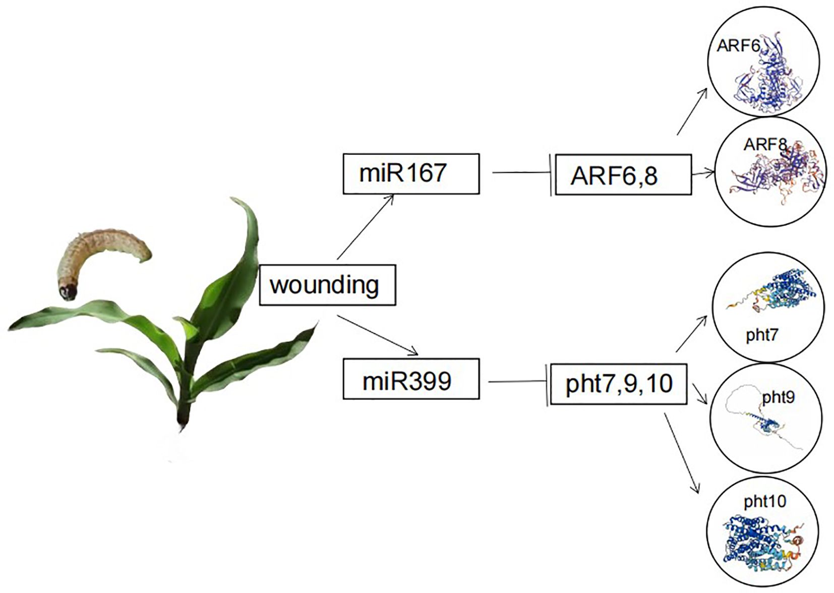 Diagram showing a plant with a caterpillar, indicating wounding. Arrows from “wounding” lead to “miR167” and “miR399,” affecting “ARF6,8” and “pht7,9,10” respectively. Protein structures are illustrated for ARF6, ARF8, pht7, pht9, and pht10.