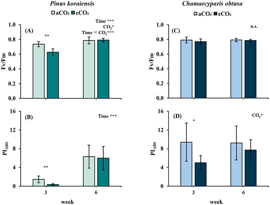 Bar graphs showing the effects of ambient CO2 (aCO2) and elevated CO2 (eCO2) on Fv/Fm and PIABS in Pinus koraiensis and Chamaecyparis obtusa. The top graphs compare Fv/Fm values at weeks 3 and 6. P. koraiensis shows significant effects of both CO2 treatment and time, while C. obtusa shows no significant differences. The bottom graphs show PIABS values. At week 3, both species display higher values under ambient CO2, but treatment differences disappear by week 6. P. koraiensis shows a significant time effect, while C. obtusa does not. Error bars indicate variability.