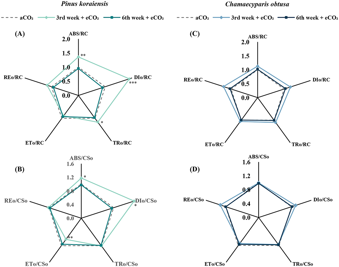 Four radar charts compare chlorophyll fluorescence parameters in Pinus koraiensis (left) and Chamaecyparis obtusa (right) under ambient (aCO2) and elevated CO2 (eCO2) conditions at 3 and 6 weeks. The top row shows RC-normalized values (ABS/RC, REo/RC, DIo/RC, ETo/RC, TRo/RC), and the bottom row shows CSo-normalized values (ABS/CSo, REo/CSo, DIo/CSo, ETo/CSo, TRo/CSo). In P. koraiensis, the 3rd week eCO2treatment shows significantly higher values than aCO2 for ABS/RC, DIo/RC, and TRo/RC (top left), and for ABS/CSo and DIo/CSo (bottom left). ETo/CSo shows a significantly lower value under eCO2 compared to aCO2 at 3 weeks. Other comparisons show no statistically significant differences. Statistical significance is marked with asterisks.