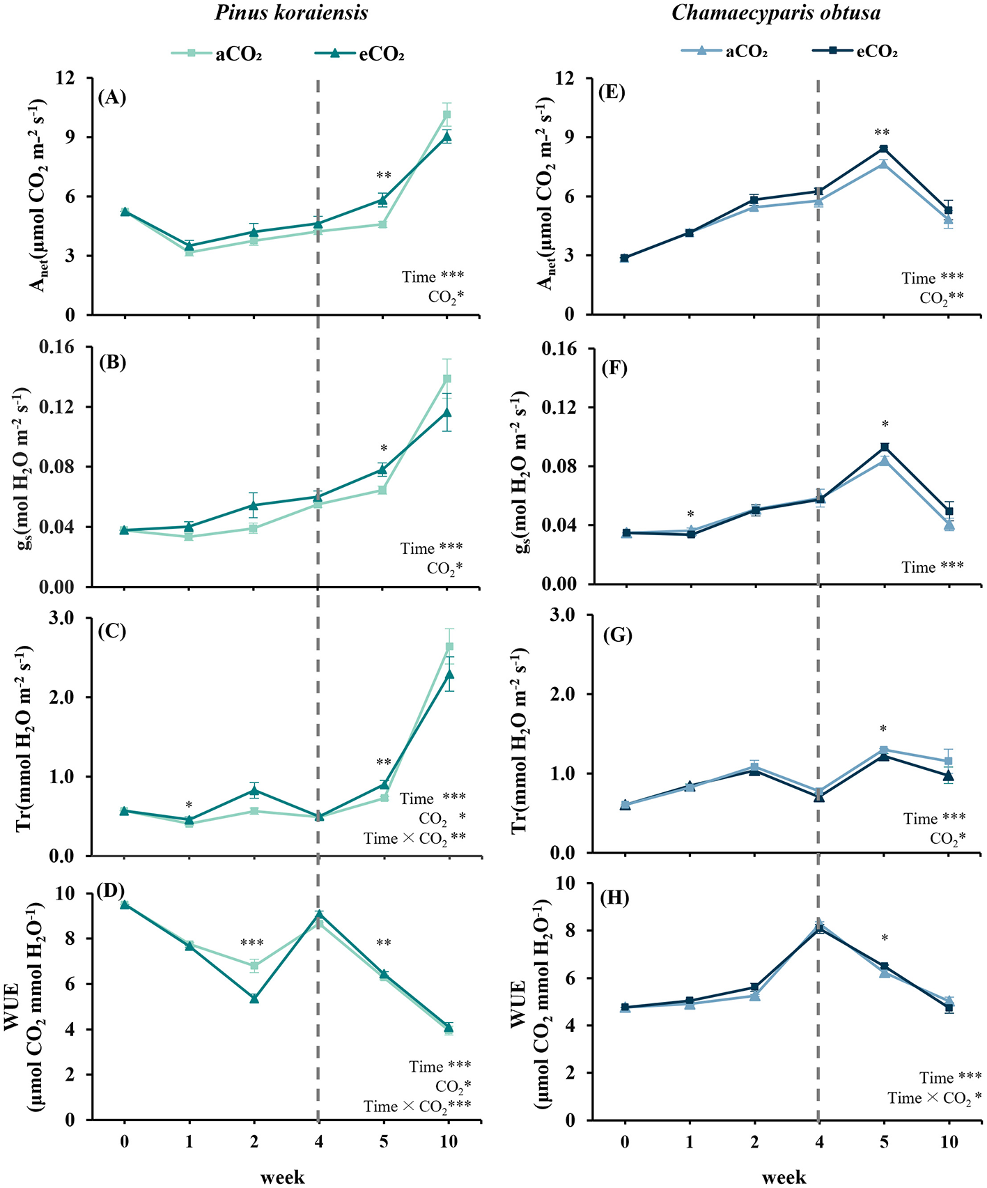 Graphs comparing the effects of ambient (aCO2) and elevated CO2 (eCO2) on Pinus koraiensis and Chamaecyparis obtusa over 10 weeks. Four physiological parameters are shown: photosynthetic rate (Anet), stomatal conductance (gs), transpiration rate (Tr), and water-use efficiency (WUE). By week 5, both species exhibit significant increases in Anet, gs, Tr, and WUE under eCO2 treatment. Data points are shown as dots, and statistical significance is indicated by asterisks.