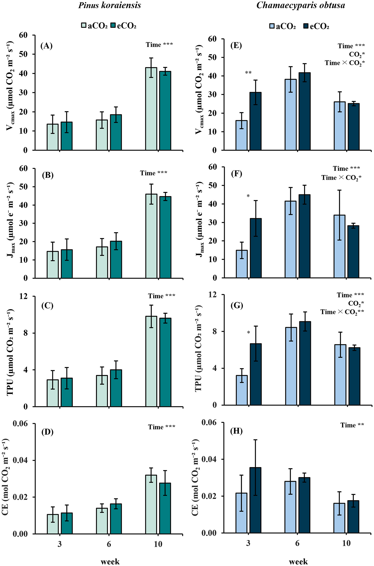 Bar charts comparing photosynthetic parameters in Pinus koraiensis and Chamaecyparis obtusa at weeks 3, 6, and 10. Two CO2 conditions are shown: ambient (aCO2) and elevated (eCO2). Each chart displays values for Vmax, Jmax, TPU, and carboxylation efficiency (CE). Pinus koraiensis shows time-dependent increases across parameters. In Chamaecyparis obtusa, Vmax, Jmax, and TPU are significantly higher under eCO2 at week 3, but differences diminish by week 6 as values increase in both treatments. Asterisks indicate statistically significant differences.