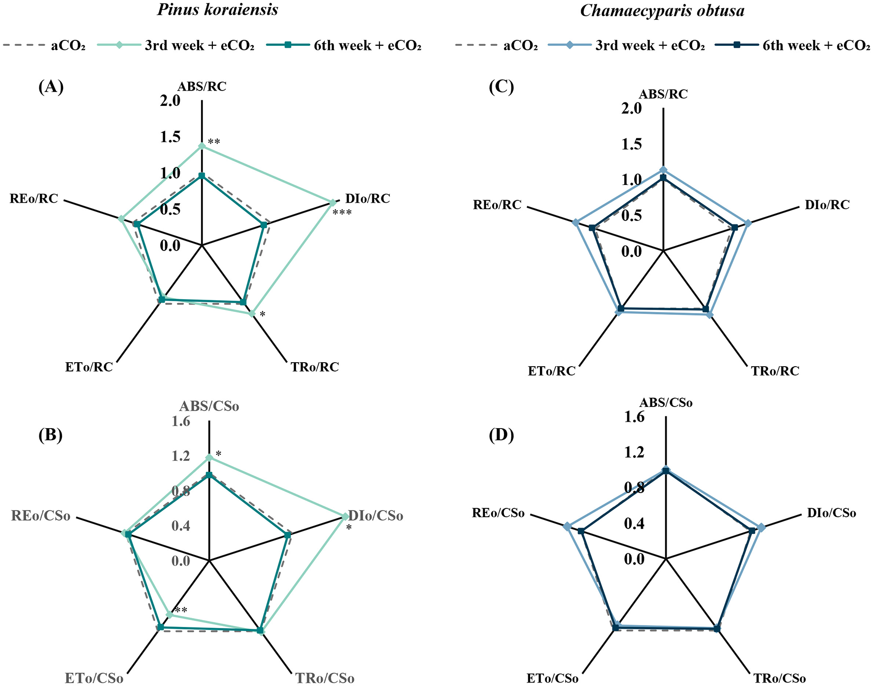 Four radar charts compare chlorophyll fluorescence parameters in Pinus koraiensis (left) and Chamaecyparis obtusa (right) under ambient (aCO2) and elevated CO2 (eCO2) conditions at 3 and 6 weeks. The top row shows RC-normalized values (ABS/RC, REo/RC, DIo/RC, ETo/RC, TRo/RC), and the bottom row shows CSo-normalized values (ABS/CSo, REo/CSo, DIo/CSo, ETo/CSo, TRo/CSo). In P. koraiensis, the 3rd week eCO2treatment shows significantly higher values than aCO2 for ABS/RC, DIo/RC, and TRo/RC (top left), and for ABS/CSo and DIo/CSo (bottom left). ETo/CSo shows a significantly lower value under eCO2 compared to aCO2 at 3 weeks. Other comparisons show no statistically significant differences. Statistical significance is marked with asterisks.