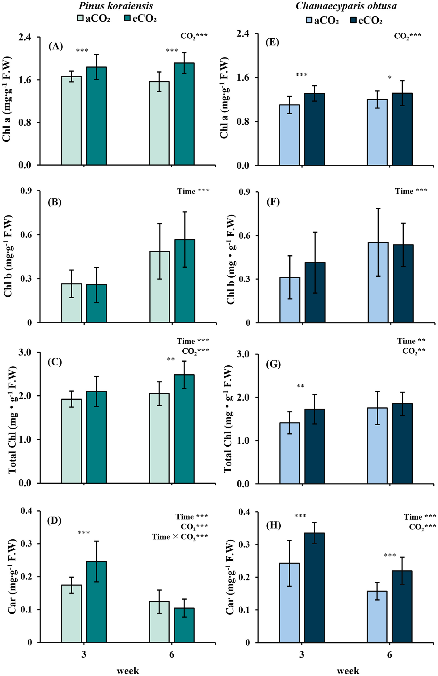 Bar graphs comparing the effects of ambient CO2 (aCO2) and elevated CO2 (eCO2) on chlorophyll and carotenoid content in Pinus koraiensis and Chamaecyparis obtusa over three and six weeks. Each species shows differences in chlorophyll a, chlorophyll b, total chlorophyll, and carotenoids with significant differences indicated by asterisks. Error bars represent variability.
