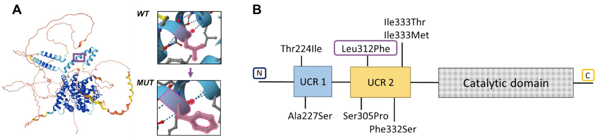 Diagram showing structural and mutational analysis of a protein. Panel A presents a structural model with wild-type (WT) and mutated (MUT) close-up views highlighting changes in interaction. Panel B depicts a schematic of the protein domains: N-terminal, UCR1, UCR2, and the catalytic domain, with specific mutations such as Thr224Ile and Leu312Phe marked along the sequence.