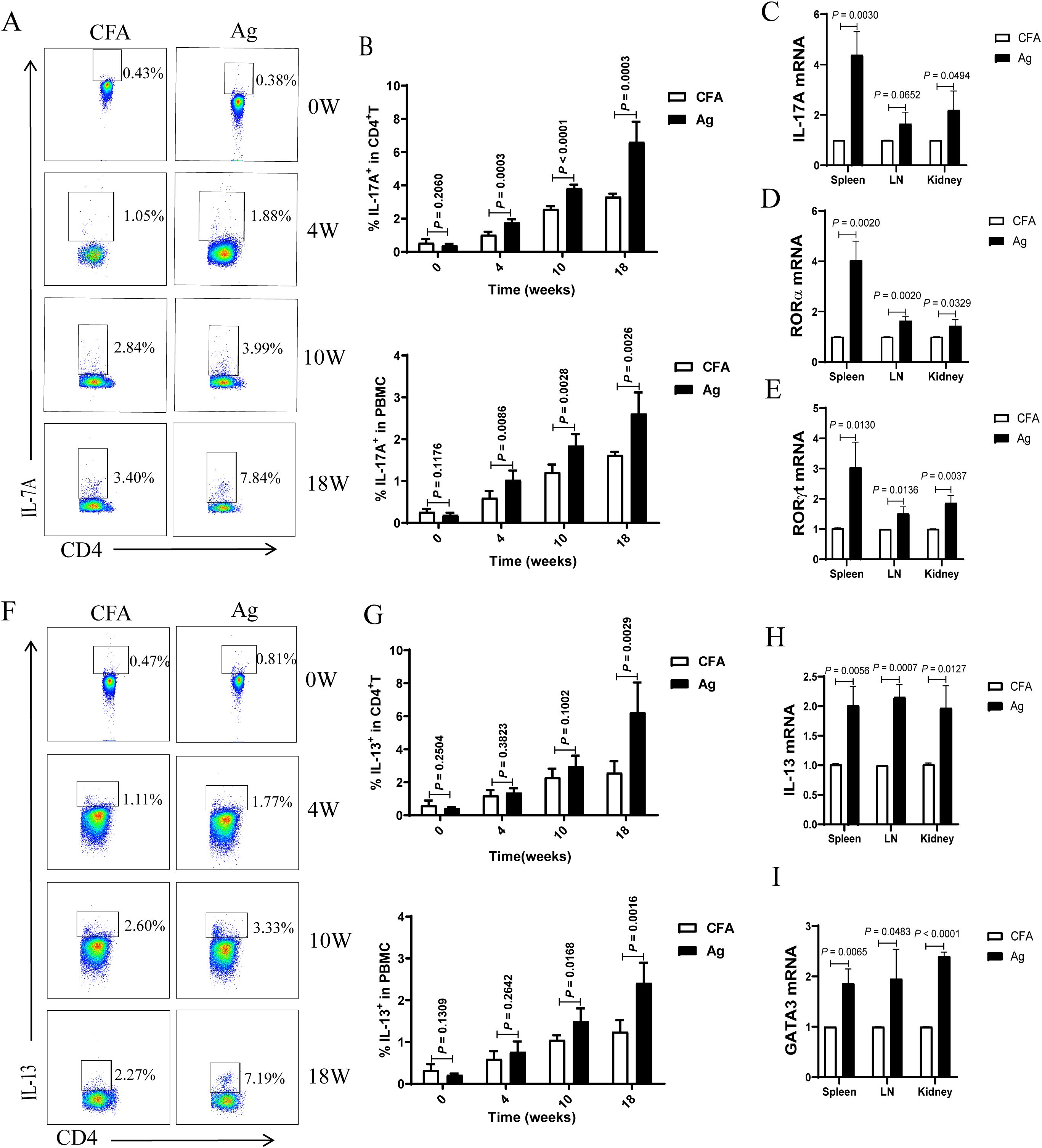 Flow cytometry and bar graph analysis showing the expression of IL-17A and IL-13 in CD4+ T cells over time with CFA versus Ag treatments. Panels A and F display flow cytometry plots at weeks zero, four, ten, and eighteen. Panels B and G show corresponding bar graphs of IL-17A and IL-13 percentages in CD4+ T cells and PBMCs. Panels C, D, E, H, and I illustrate mRNA expression levels of IL-17A, RORα, RORγt, IL-13, and GATA3 in the spleen, lymph nodes, and kidneys, with statistical significance marked.