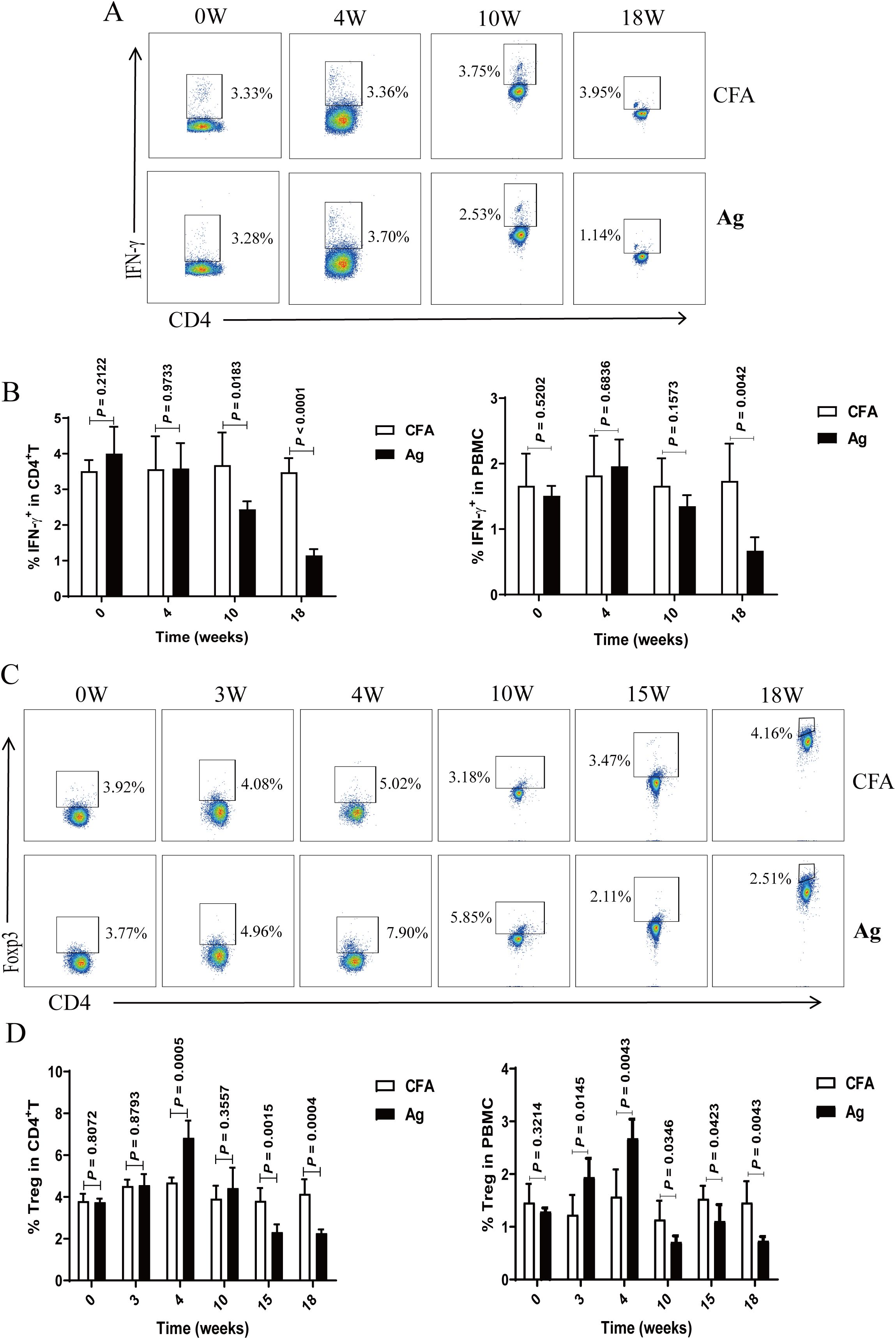 Flow cytometry data shows immune cell response over time. Panel A displays scatter plots of IFN-γ and CD4 cells at various weeks post-treatment with CFA and Ag. Panel B illustrates bar graphs comparing the percentage of IFN-γ⁺ in CD4⁺ T cells and PBMCs, highlighting statistical significance. Panel C represents changes in CD4 and Foxp3 markers, with corresponding percentages in CFA and Ag groups over time. Panel D presents bar graphs showing the percentage of Treg cells in CD4⁺ T cells and PBMCs, with statistical analyses indicated.