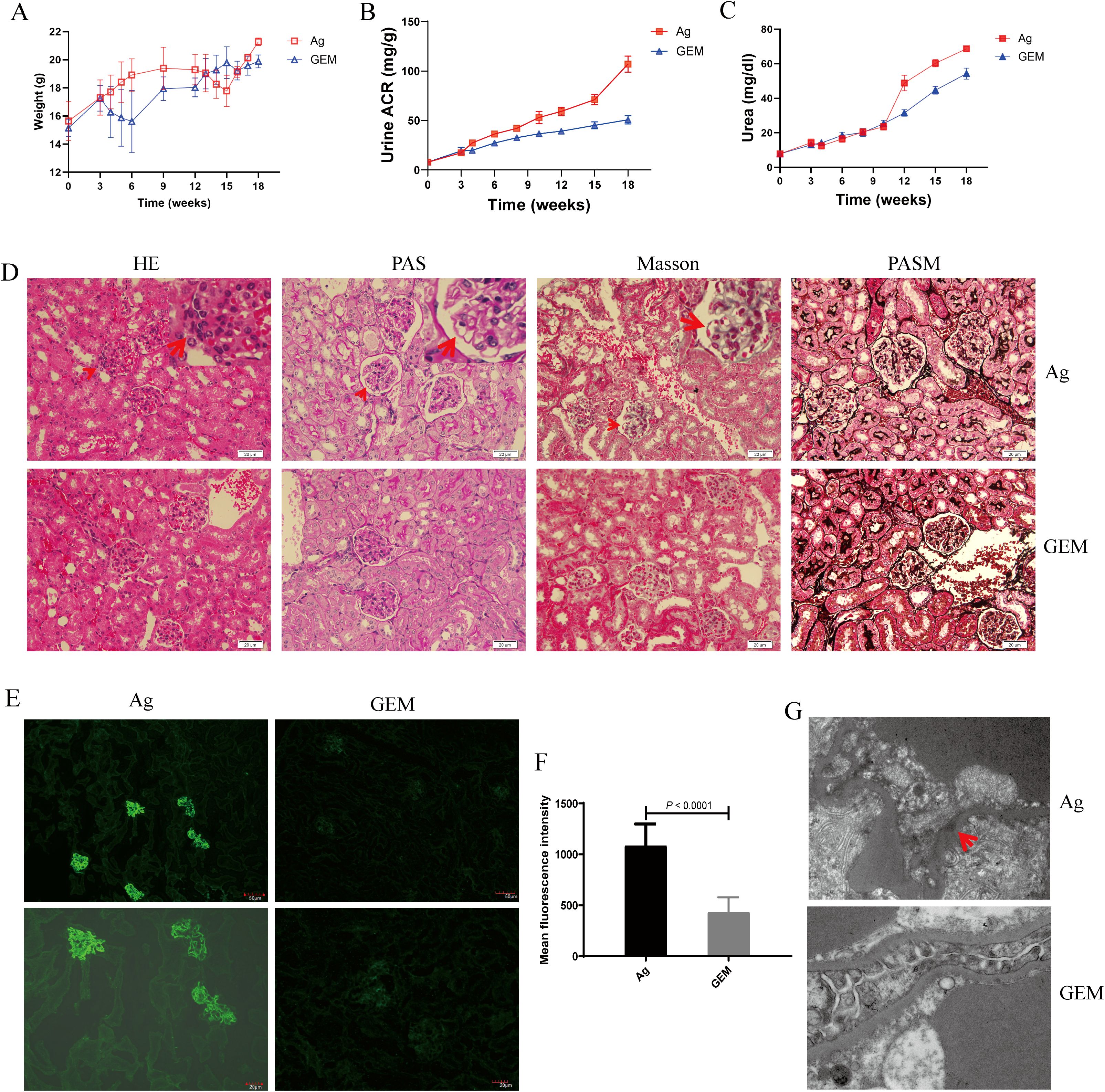 A series of images and graphs presenting scientific data. Graph A shows weight over time for Ag and GEM groups. Graph B depicts urine ACR levels, and Graph C depicts urea levels over time, with Ag showing higher values. Panel D shows kidney tissue samples with different staining techniques: HE, PAS, Masson, and PASM, comparing Ag and GEM groups. Panel E shows fluorescence images for Ag and GEM, with Ag having higher intensity as confirmed by the bar graph in Panel F. Panel G presents microscopic images of kidney sections for Ag and GEM, indicating structural differences.