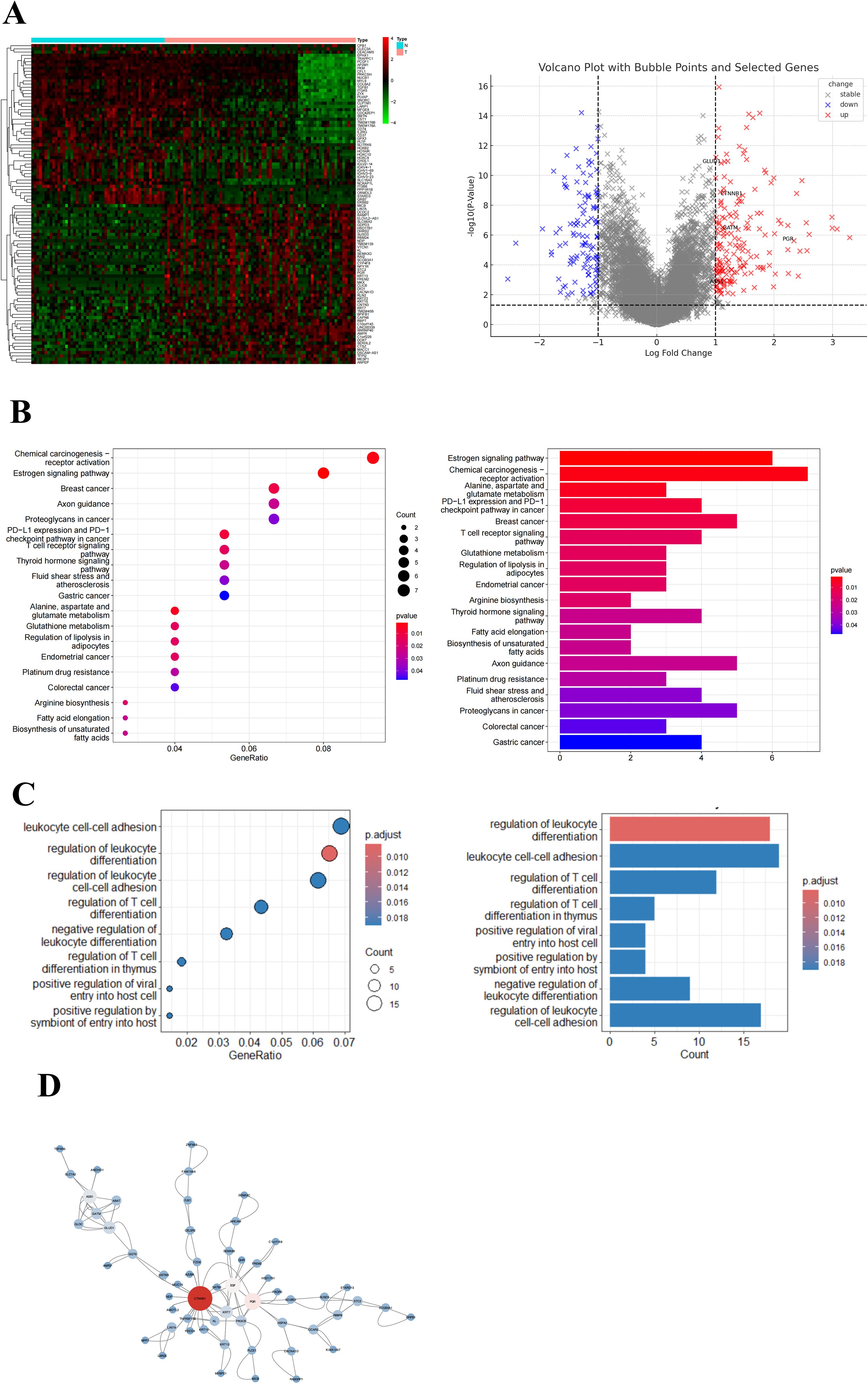 Panel A shows a heatmap and volcano plot for gene expression data, indicating differential expression. Panel B presents bubble and bar plots for gene enrichment analysis across various pathways. Panel C depicts bubble and bar plots focusing on leukocyte differentiation and cell adhesion functions. Panel D illustrates a network diagram of gene interactions with highlighted central hubs.