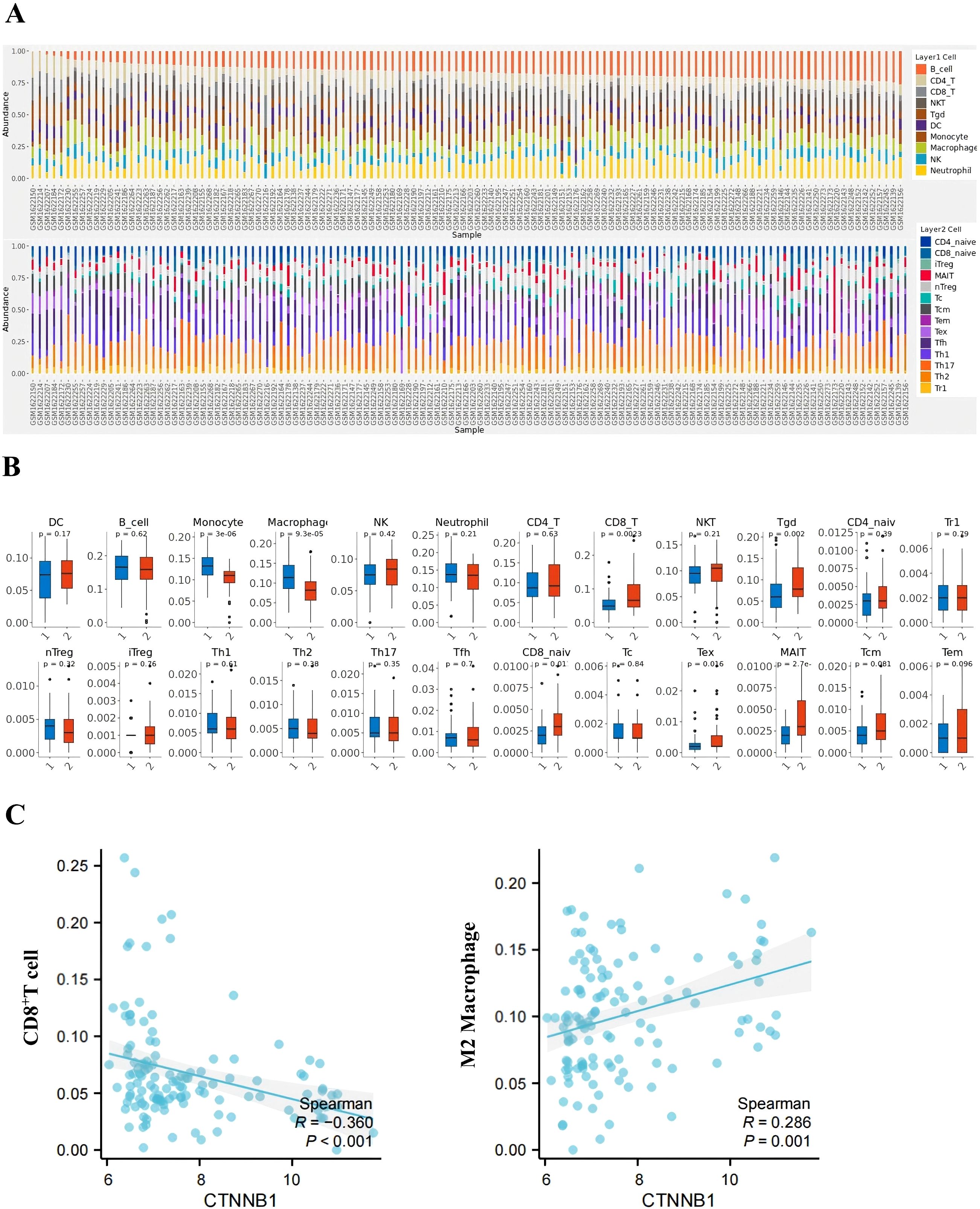 Panel A shows bar graphs depicting cell type abundances across samples, with two hierarchical layers for cell categories. Panel B presents box plots comparing different immune cell types across two conditions, T1 and T2, with p-values indicated. Panel C includes scatter plots showing correlations between CTNNB1 expression and proportions of CD8+ T cells and M2 macrophages, with Spearman correlation values and significance levels noted.