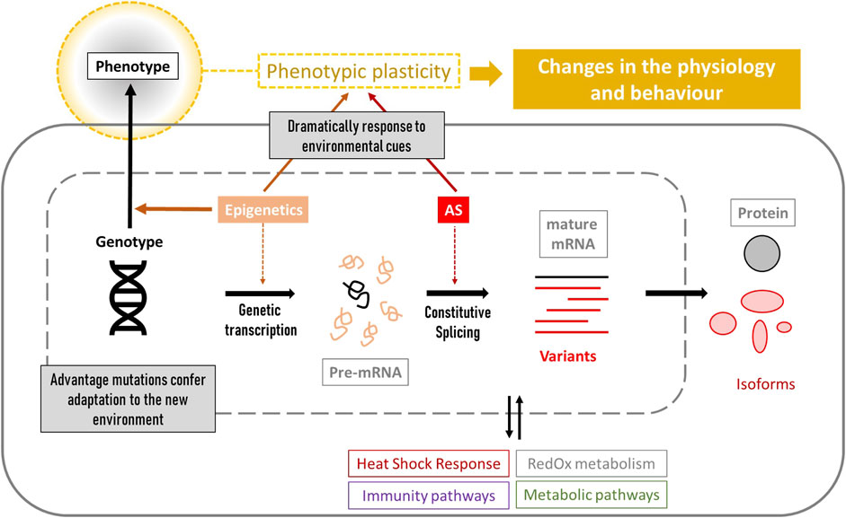 Diagram illustrating the process of phenotypic plasticity. It shows how genotype leads to phenotype through genetic transcription, pre-mRNA, constitutive splicing, and mature mRNA, resulting in protein isoforms. Epigenetics and alternative splicing (AS) impact this process, allowing response to environmental cues. Changes in physiology and behavior result from this plasticity. The diagram highlights pathways like heat shock response, immunity, redox metabolism, and metabolic pathways, emphasizing adaptation through advantageous mutations.