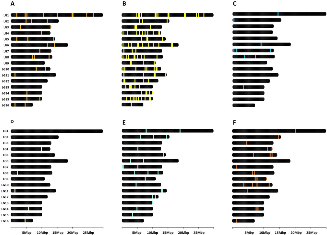 Bar graph showing six panels labeled A to F, each with sixteen rows labeled LG1 to LG16. Panels depict colored segments on horizontal bars representing genomic elements across a 25-megabase span, with segments varying in color and position among panels.