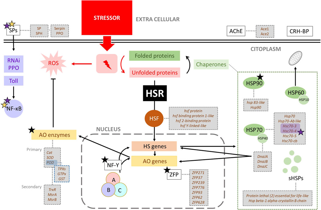 Diagram illustrating cellular stress response mechanisms. The process starts with external stressors causing reactive oxygen species (ROS) production, leading to unfolded proteins. Chaperones assist in refolding proteins. The heat shock response (HSR) involves transcription factors like HSF, influencing heat shock (HS) and antioxidant (AO) gene expression. In the cytoplasm, proteins like HSP90, HSP70, and HSP60, alongside small heat shock proteins (sHSPs), play roles in protein maintenance. The nucleus shows interactions between NF-Y, HS genes, AO genes, ZFP transcription factors, and AO enzymes, highlighting the cellular stress defense system.