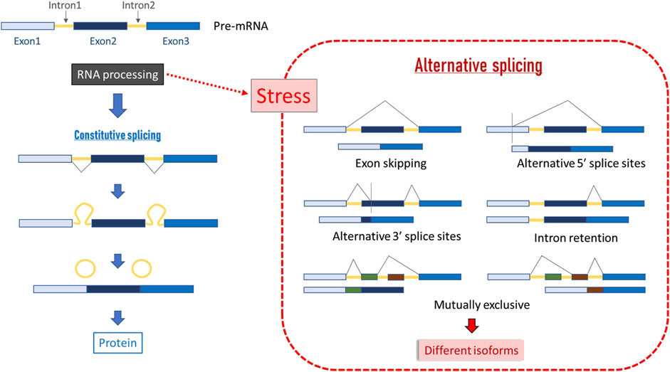 Diagram showing RNA splicing processes. On the left, constitutive splicing of pre-mRNA with exons and introns leads to a protein. On the right, stress-induced alternative splicing results in different isoforms. Variants include exon skipping, alternative splice sites, intron retention, and mutually exclusive exons.