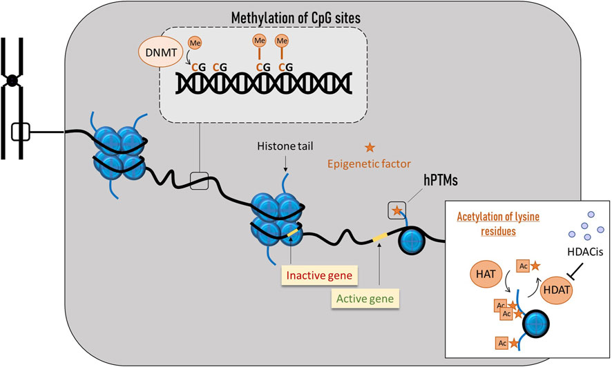 Diagram illustrating DNA methylation and histone modification. Methylation of CpG sites by DNMT is shown affecting gene activation, with DNA wrapped around blue histones. Labels indicate
