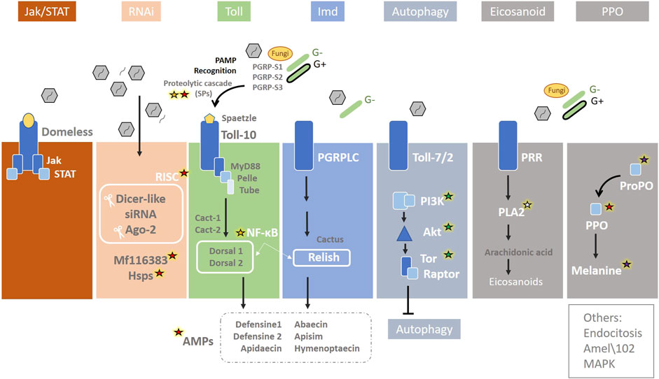 Diagram illustrating multiple cellular pathways and immune responses, including Jak/STAT, RNA interference, Toll, immune deficiency (Imd), autophagy, eicosanoid, and prophenoloxidase (PPO). Each pathway shows components and interactions like proteins and genetic elements, with icons indicating specific actions such as PAMP recognition, proteolytic cascades, and autophagy induction. Fungal and bacterial elements are depicted, showing recognition and response processes. Key molecules include Jak, STAT, RISC, Dicer-like siRNA, PGRPLC, NF-κB, PI3K, and PLA2, with additional references to arachidonic acid, defensins, and melanin.