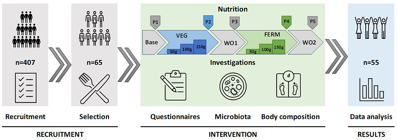 Flowchart illustrating a study process with three main stages: Recruitment, Intervention, and Results. Recruitment involves 407 participants with selection reducing to 65. Intervention includes nutrition investigations with categories VEG and FERM, highlighted by portions (50, 100, 150 grams). Data analysis conducted on 55 participants.