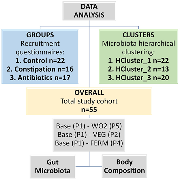 Flowchart illustrating data analysis for a study. Groups include “Control” with 22 participants, “Constipation” with 16, and “Antibiotics” with 17. Clusters are “HCluster_1” with 22, “HCluster_2” with 13, and “HCluster_3” with 20. The overall cohort has 55 participants. Comparisions were calculated between baseline and WO2, Baseline and VEG, Baseline and FERM timepoint samples. Focus areas are gut microbiota and body composition.
