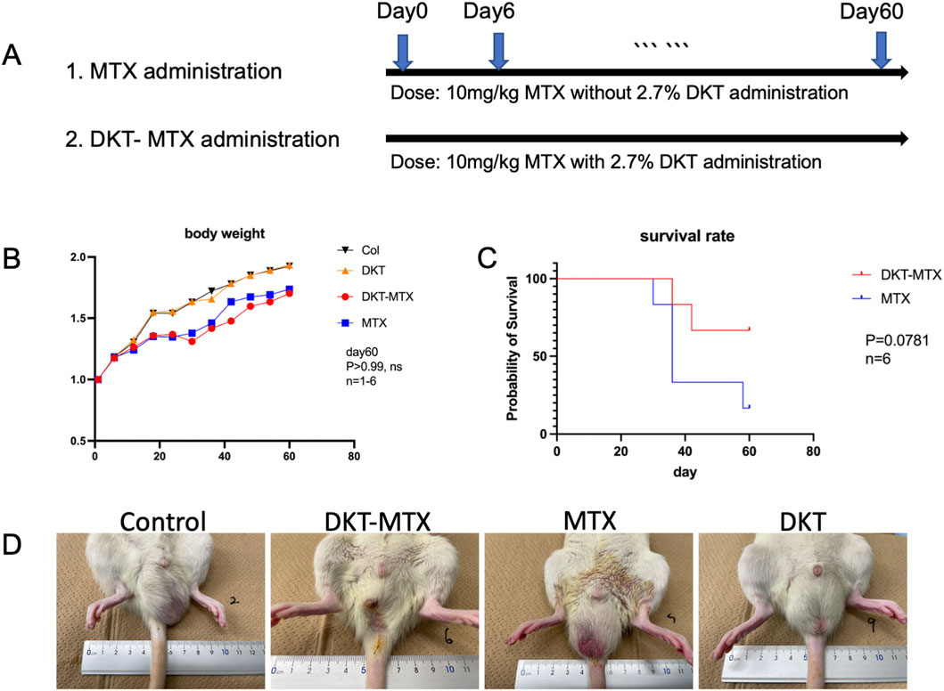 A composite image shows experimental results comparing MTX and DKT-MTX administration in mice. Panel A displays dosing schedules from Day 0 to Day 60, with arrows indicating administration days. Panel B is a line graph of body weight over time, depicting differences between treatments, showing DKT-MTX and DKT with higher body weights than MTX. Panel C shows a survival rate graph, indicating differing survival probabilities between DKT-MTX and MTX groups. Panel D features four images of mouse hindquarters from different treatment groups, labeled Control, DKT-MTX, MTX, and DKT, each on a ruler for scale.