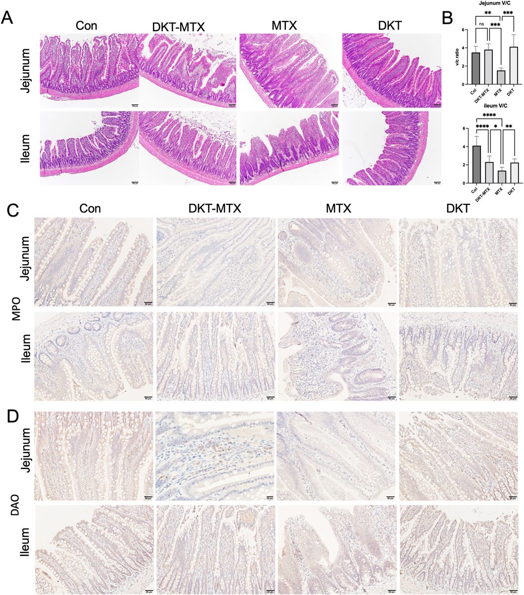 Histological and immunohistochemical analysis of the jejunum and ileum in various experimental groups, including Con, DKT-MTX, MTX, and DKT. Panel A shows H&E-stained sections; Panel B depicts graphs comparing villus/crypt ratios; Panel C includes MPO staining; and Panel D presents DAO staining. Changes in tissue morphology and enzyme expression are compared across treatments, highlighting significant differences in intestinal structure and inflammation markers.