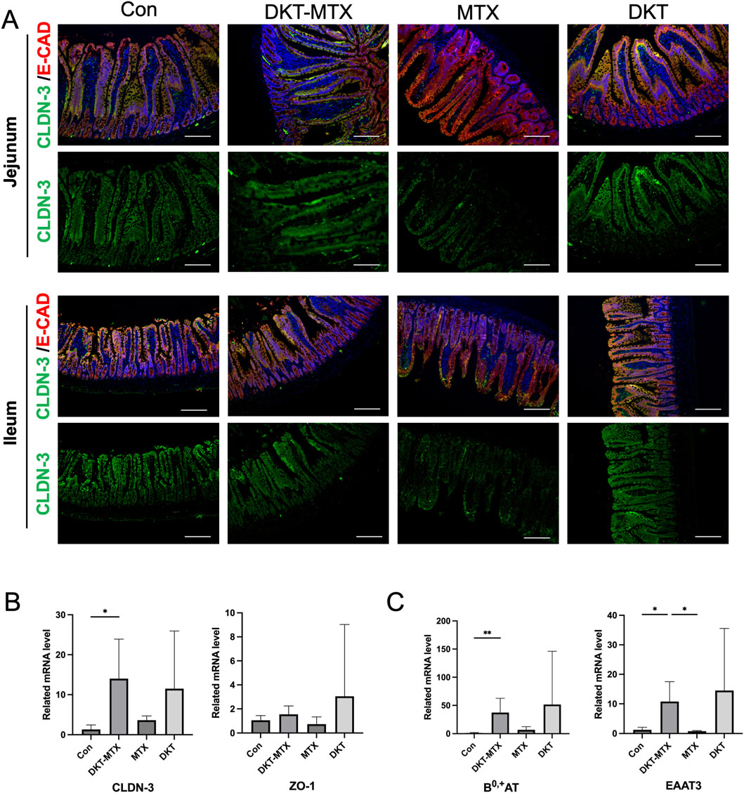 Fluorescent microscopy images show the expression of CLDN-3 and E-CAD in jejunum and ileum tissues under different treatments: control, DKT-MTX, MTX, and DKT. Bar graphs display mRNA levels of CLDN-3, ZO-1, B^0,+AT, and EAAT3, with some significant differences indicated by asterisks.