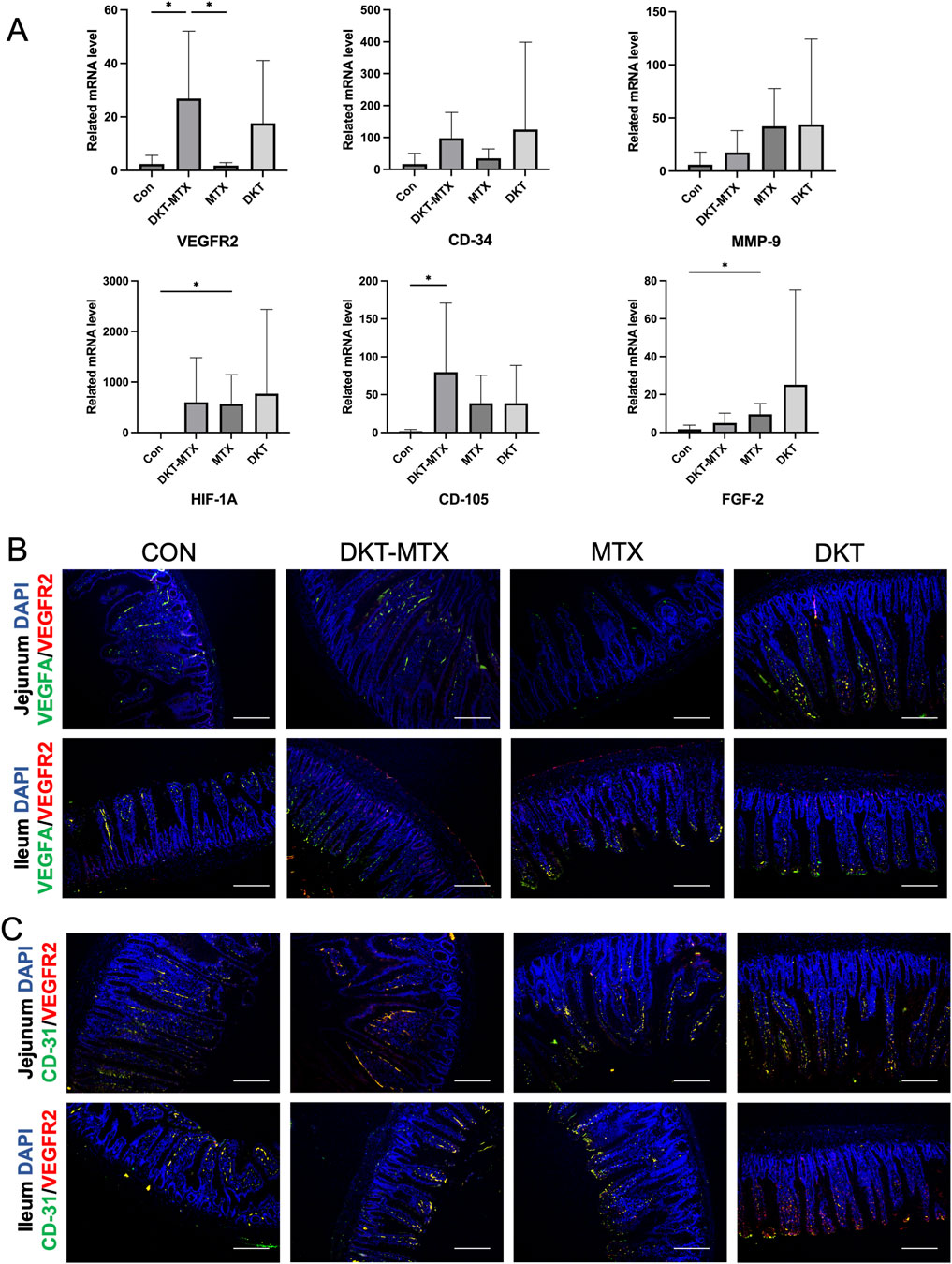 Bar graphs and fluorescent images depicting mRNA levels and immunofluorescence in different treatments. Panel A shows bar graphs comparing the mRNA levels of VEGFR2, CD-34, MMP-9, HIF1A, CD-105, and FGF-2 across control, DKT-MTX, MTX, and DKT groups. Panels B and C present fluorescent images of jejunum and ileum sections stained for VEGFA, VEGFR2, CD-31, with DAPI highlighting nuclei under different treatments (CON, DKT-MTX, MTX, DKT), showing their localization and intensity. Scale bars are provided for reference.
