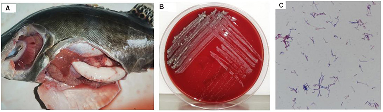 Panel 1-A shows a fish with an incision revealing internal organs. Panel 1-B displays a petri dish with bacterial colonies growing on a red medium. Panel 1-C presents a microscopic view of bacteria stained in purple against a light background.