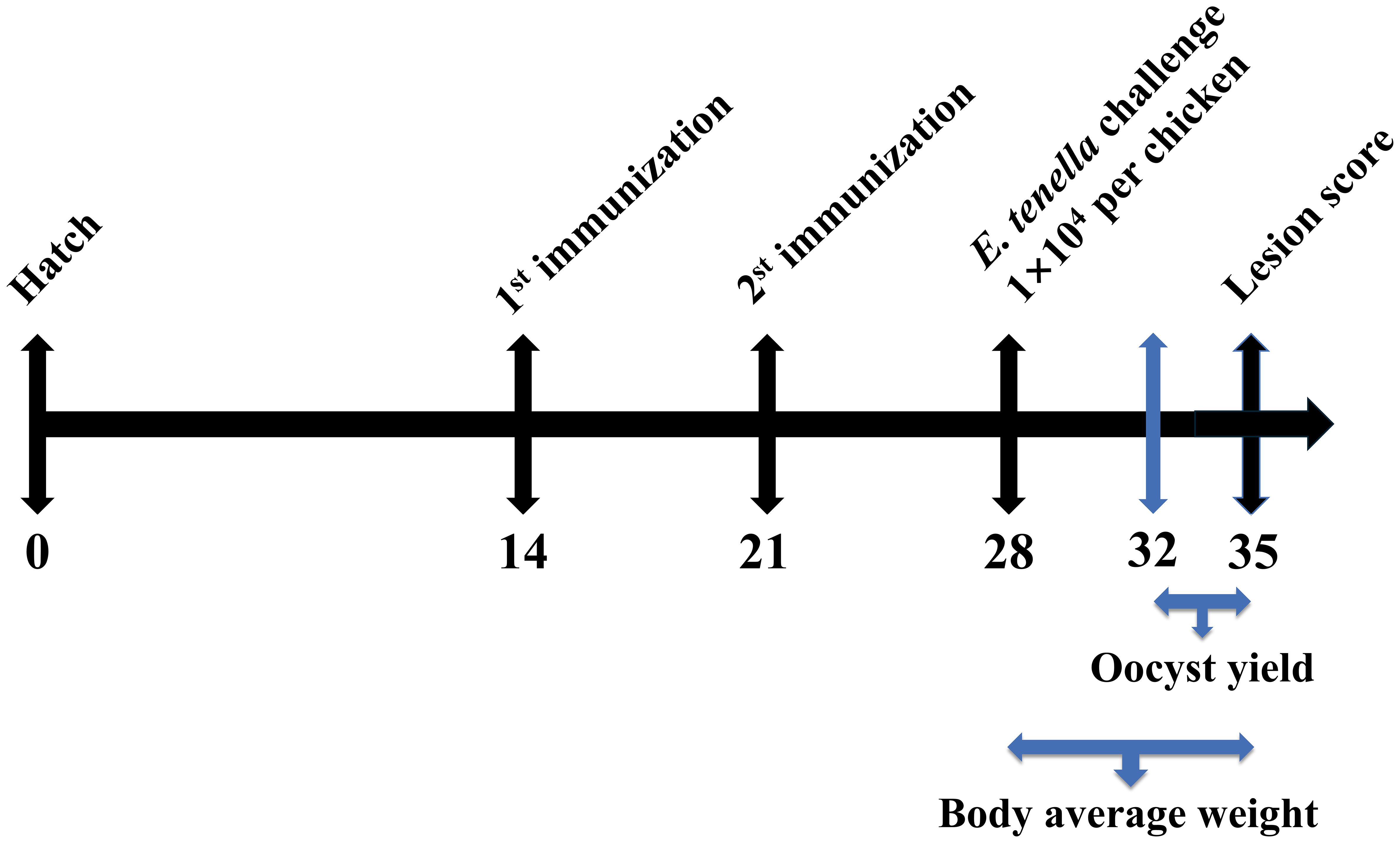 Timeline of events with labeled arrows: Hatch at day 0, first immunization at day 14, second immunization at day 21, Eimeria tenella challenge at day 28, oocyst yield measured on day 32, and lesion score on day 35. Body average weight is assessed from day 32 to day 35.